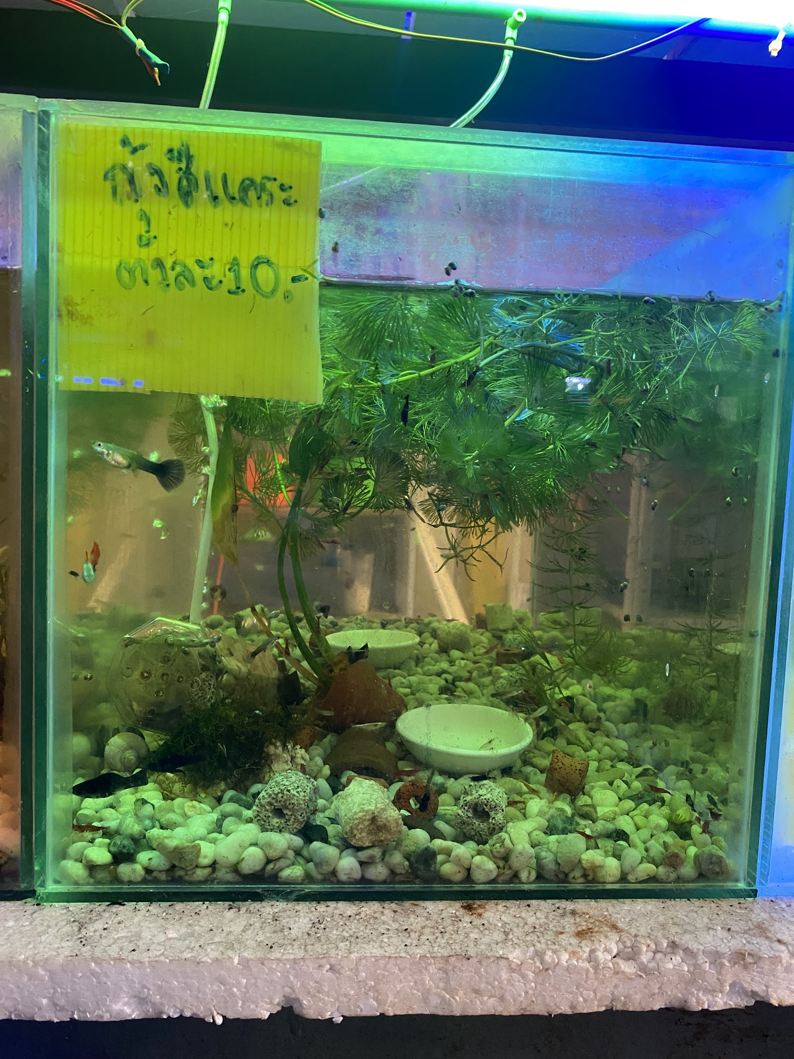 Buster Beautiful fish