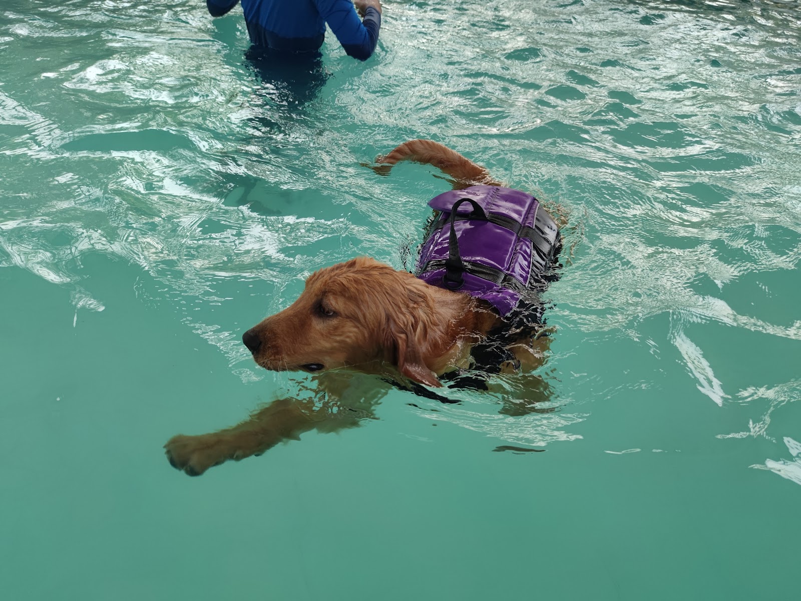 D-Dog house & pool rayong