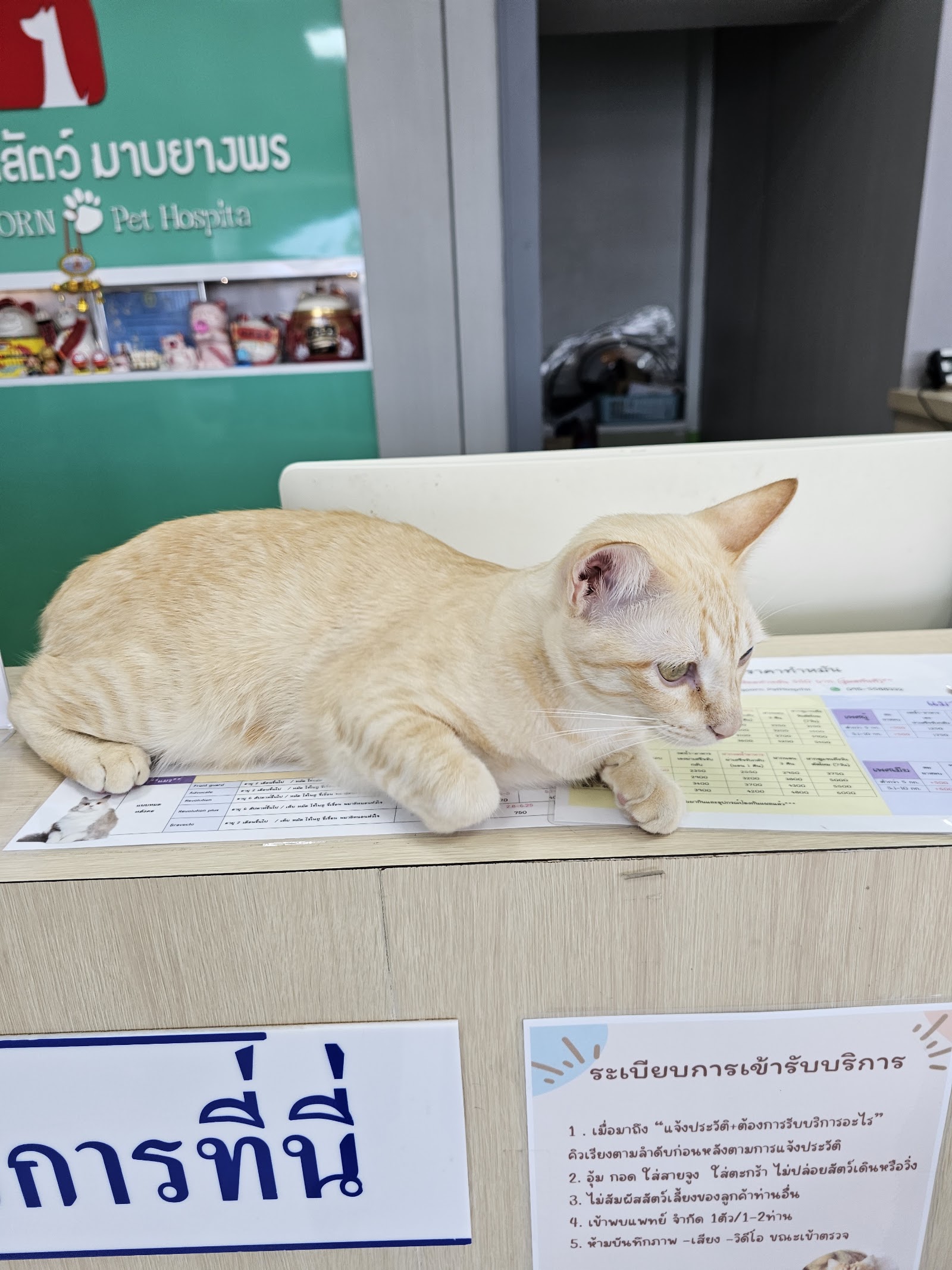 Mapyangporn Animal Hospital