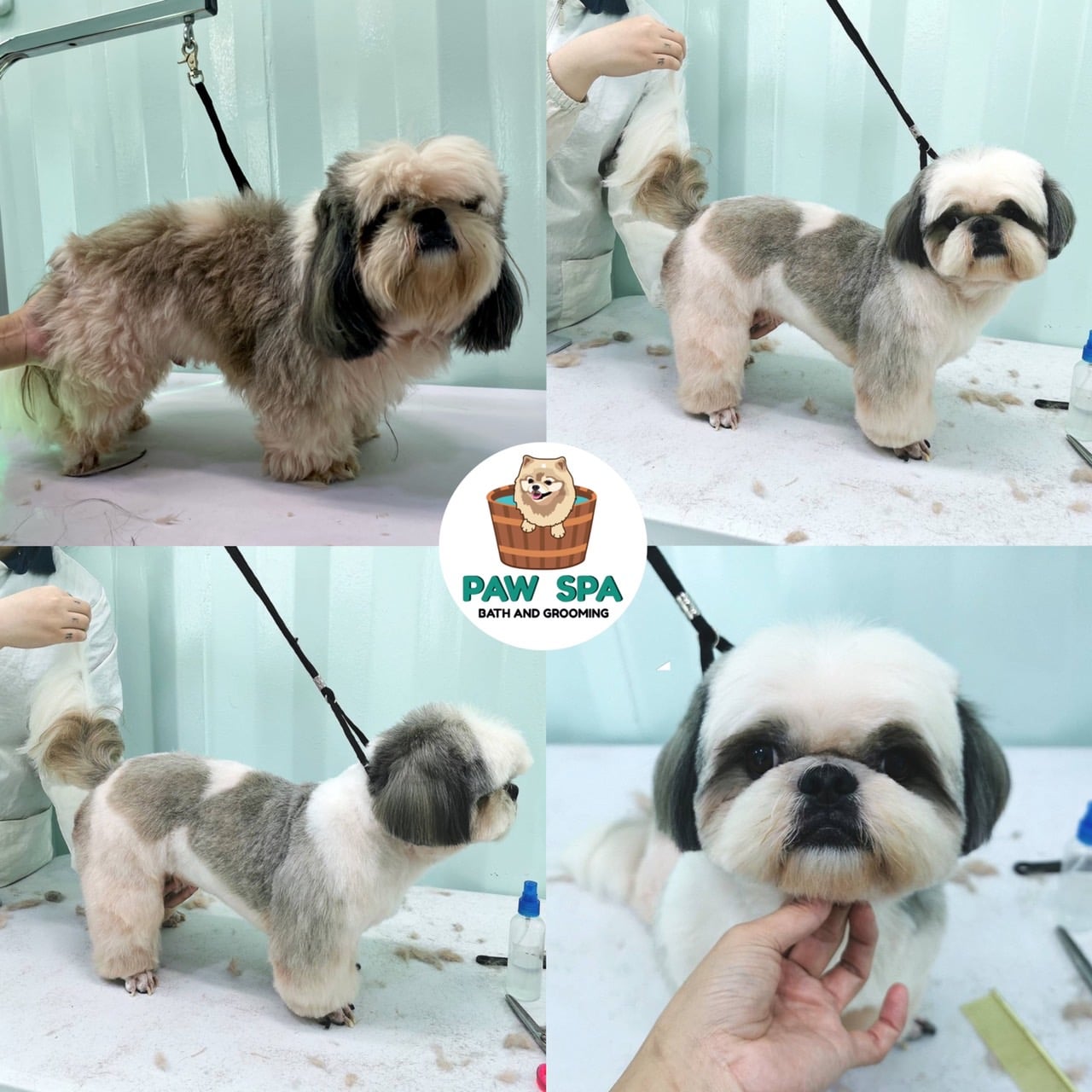 Paw Spa