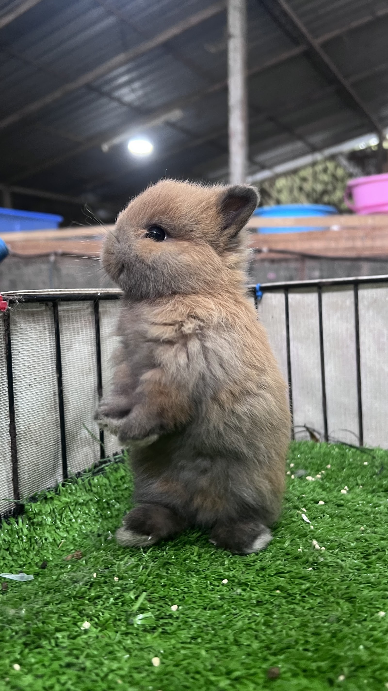 Rabbit farm Rayong