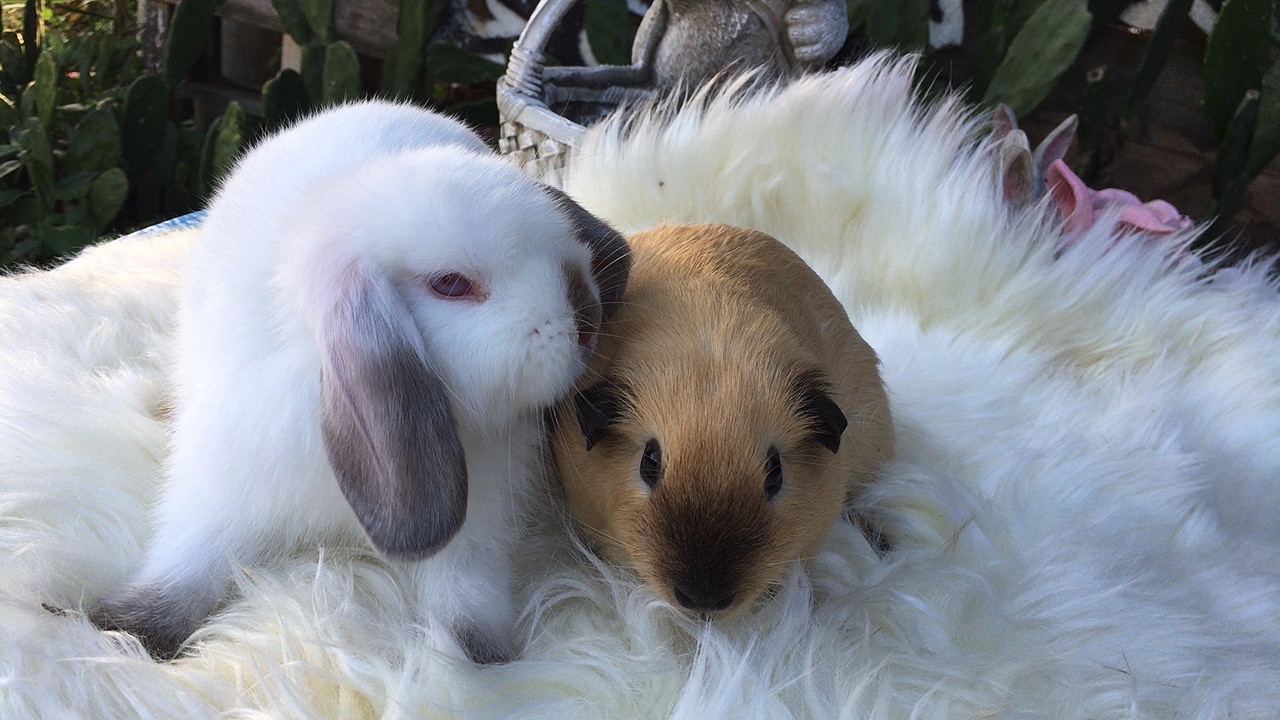 Rabbit farm Rayong