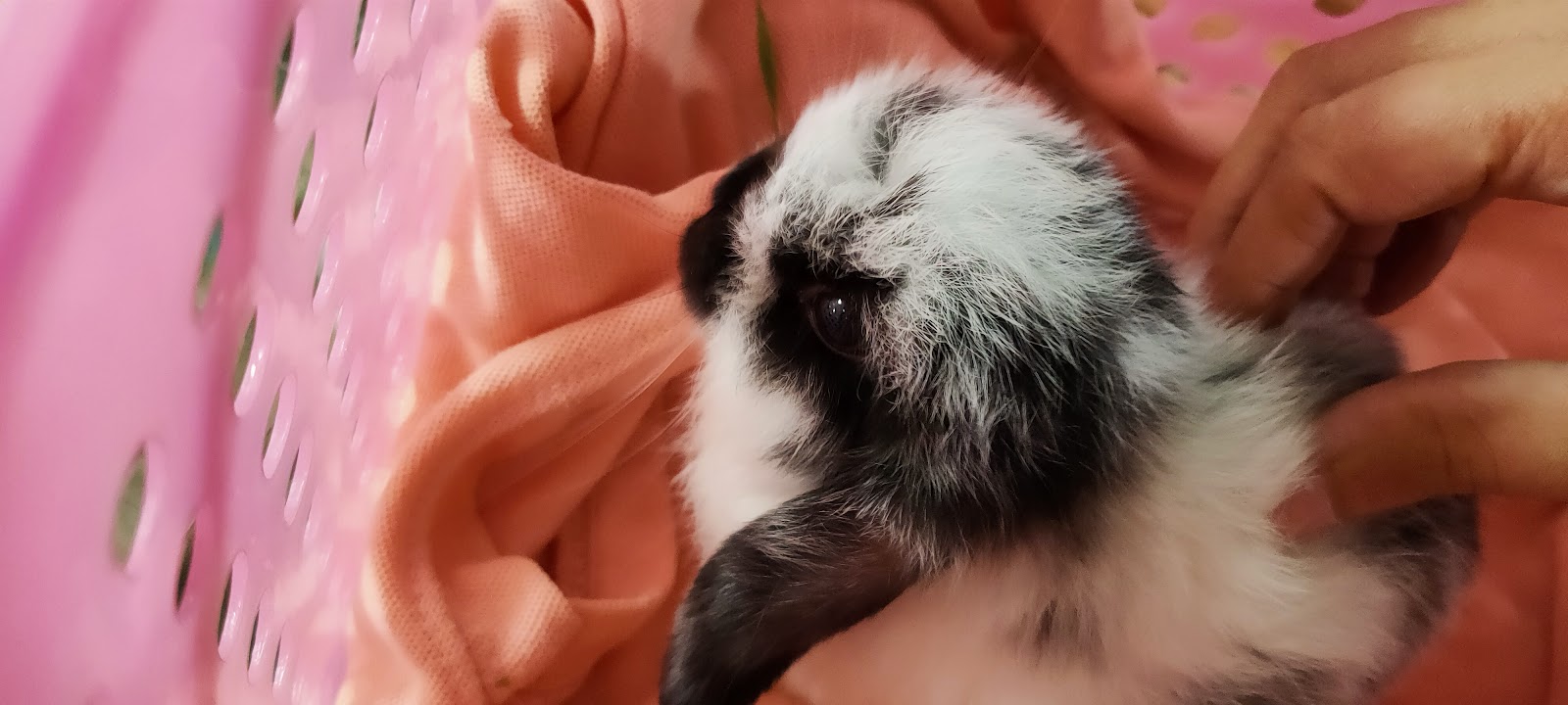 Rabbit farm Rayong