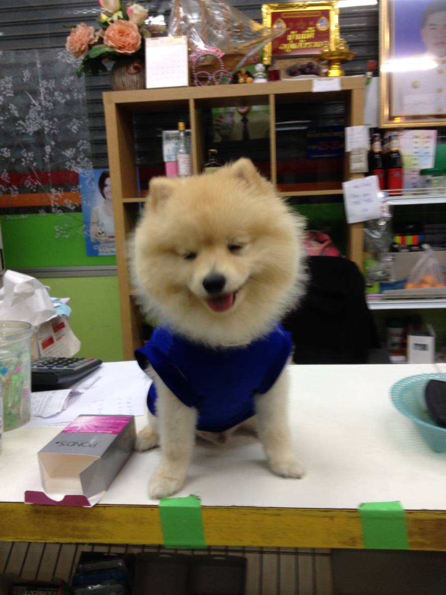 Lat Wai Clinic Animal Treatment