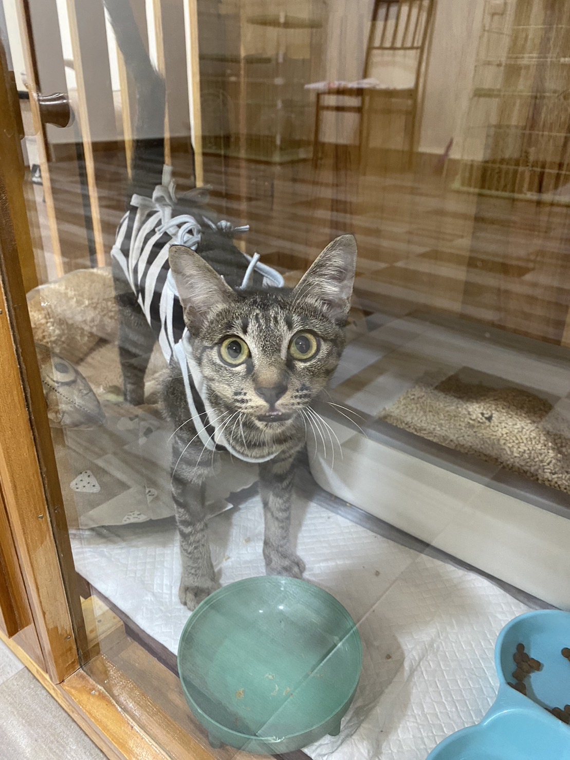 Clinic of Doctors Eu Treats Animals