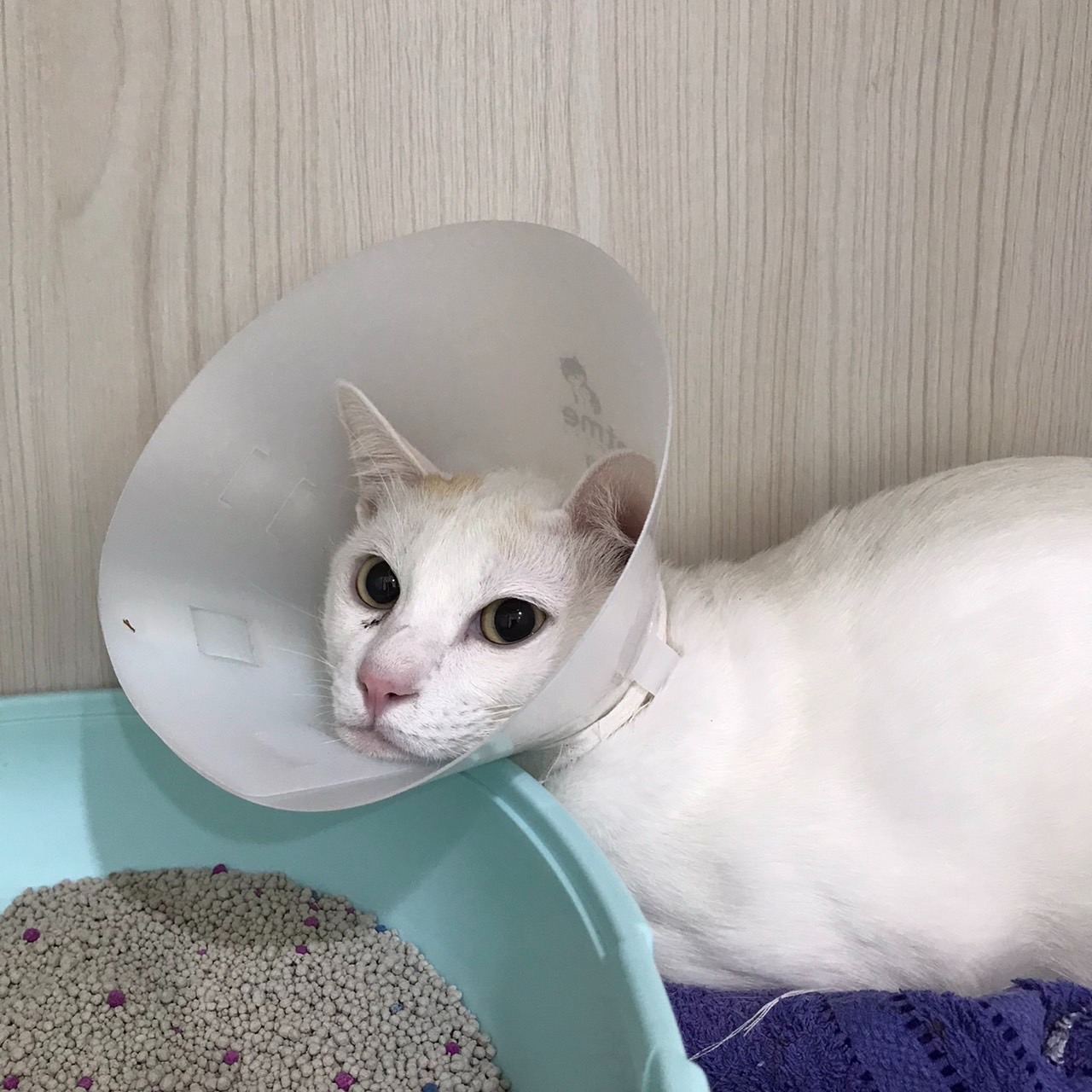 Sirivej Animal Hospital, Suksawat Branch