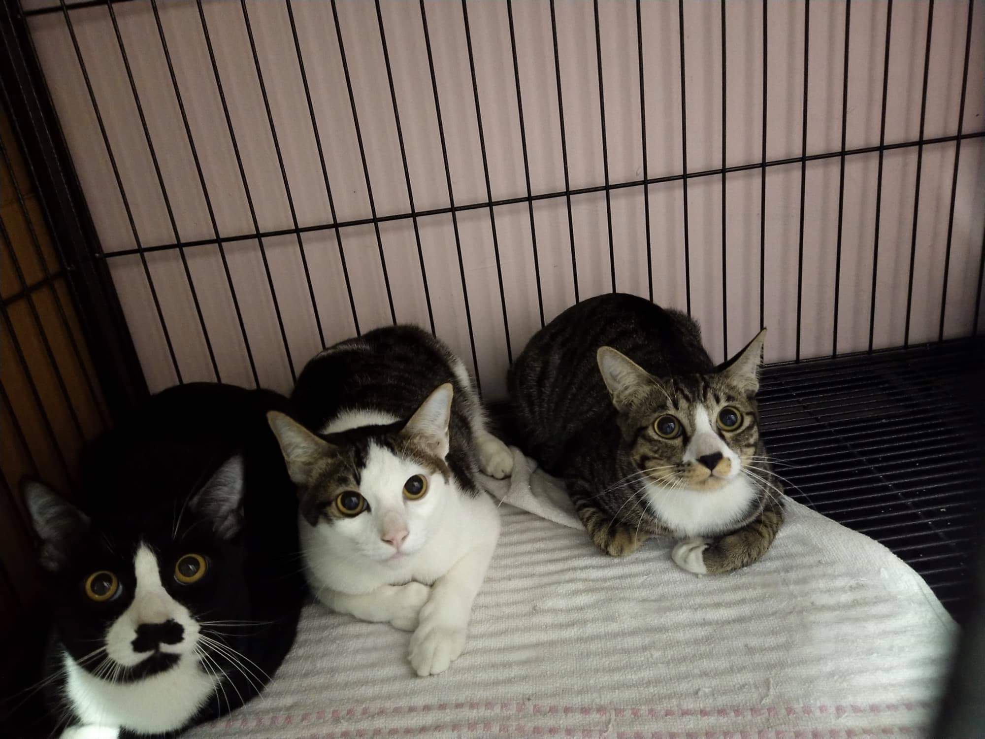Dr. Kede Animal Clinic