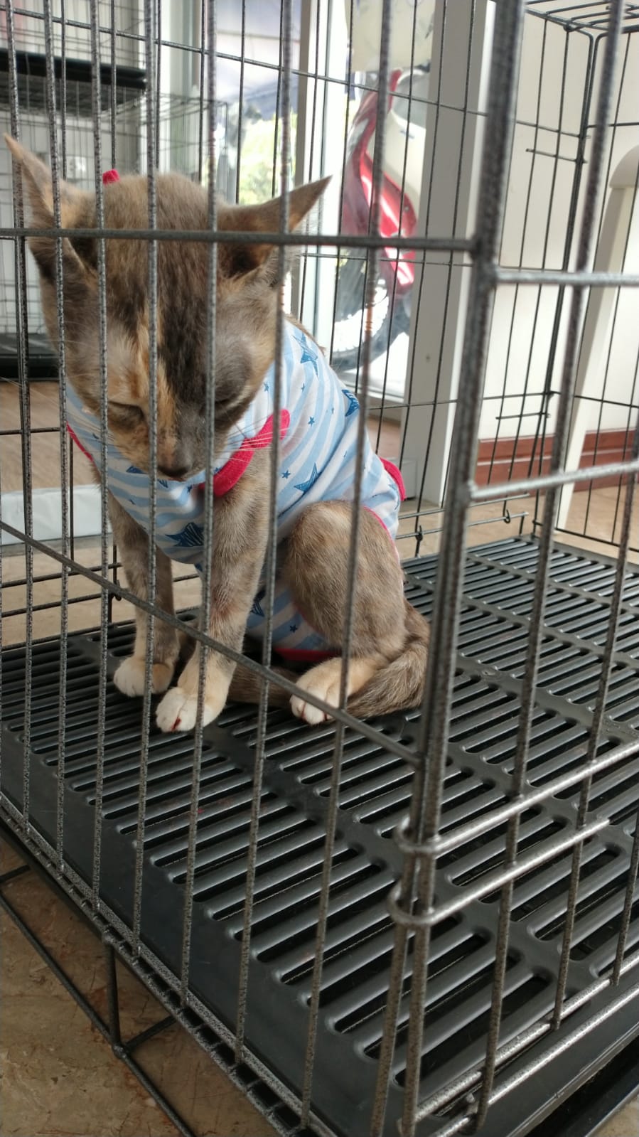 Lucky Petto Animal Treatment