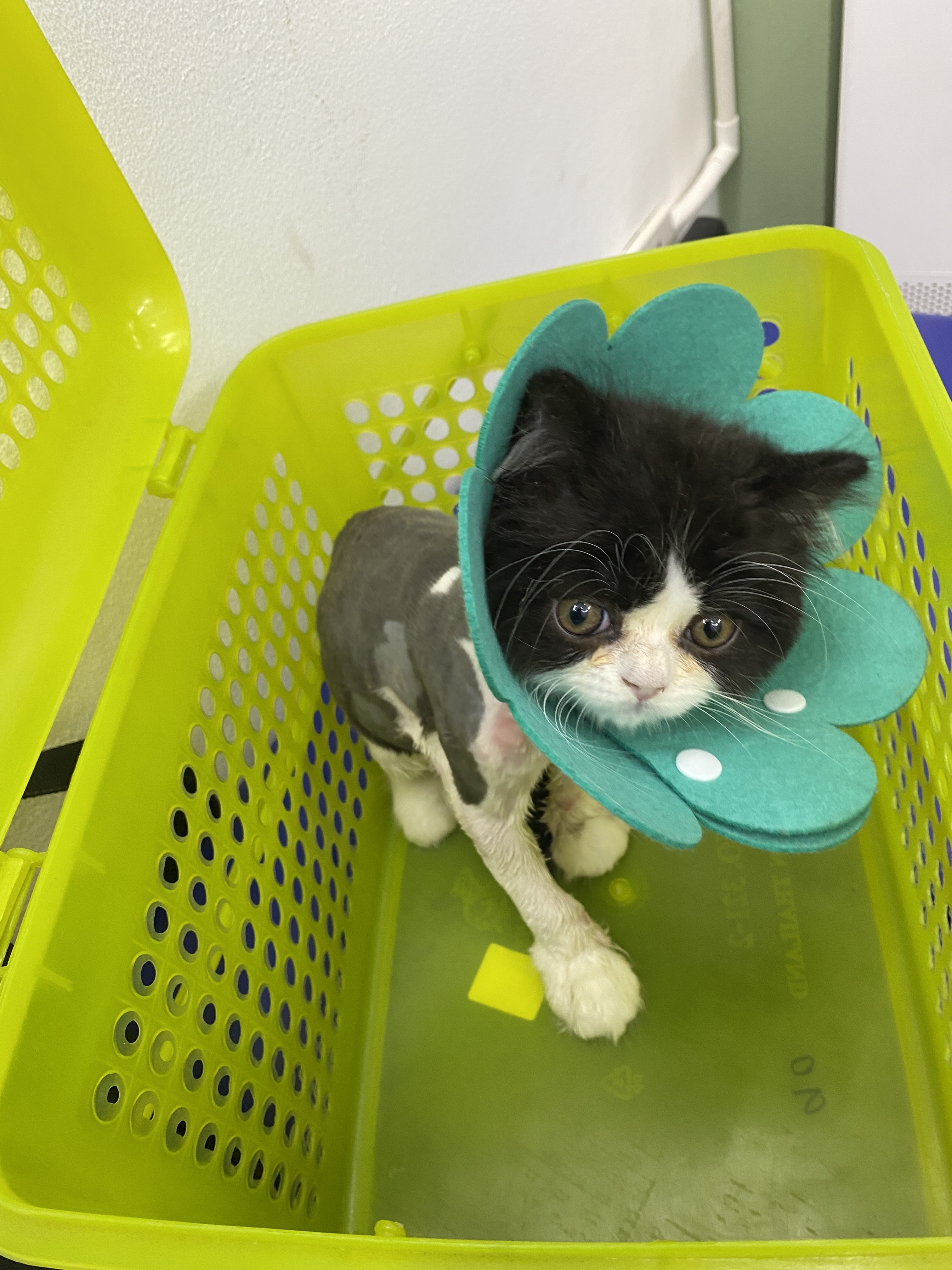 Bang Bo Animal Hospital