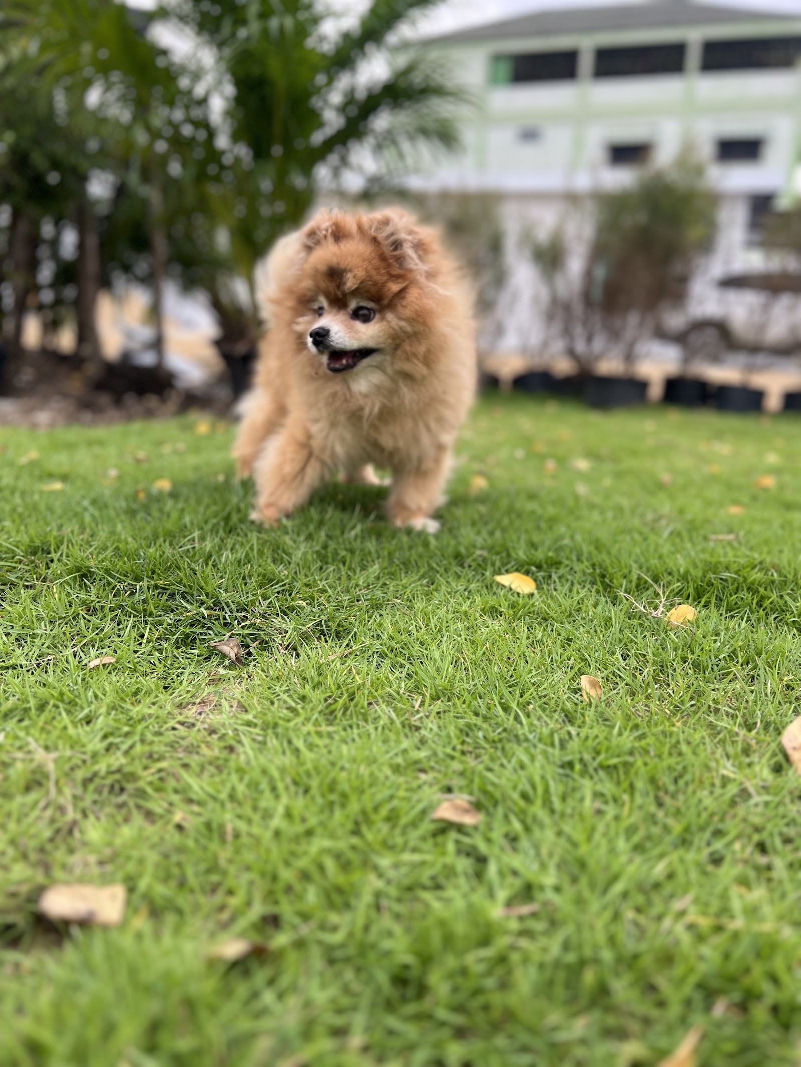 DOG CAMP