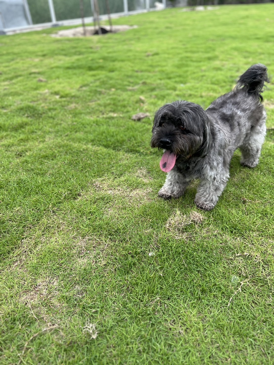 DOG CAMP