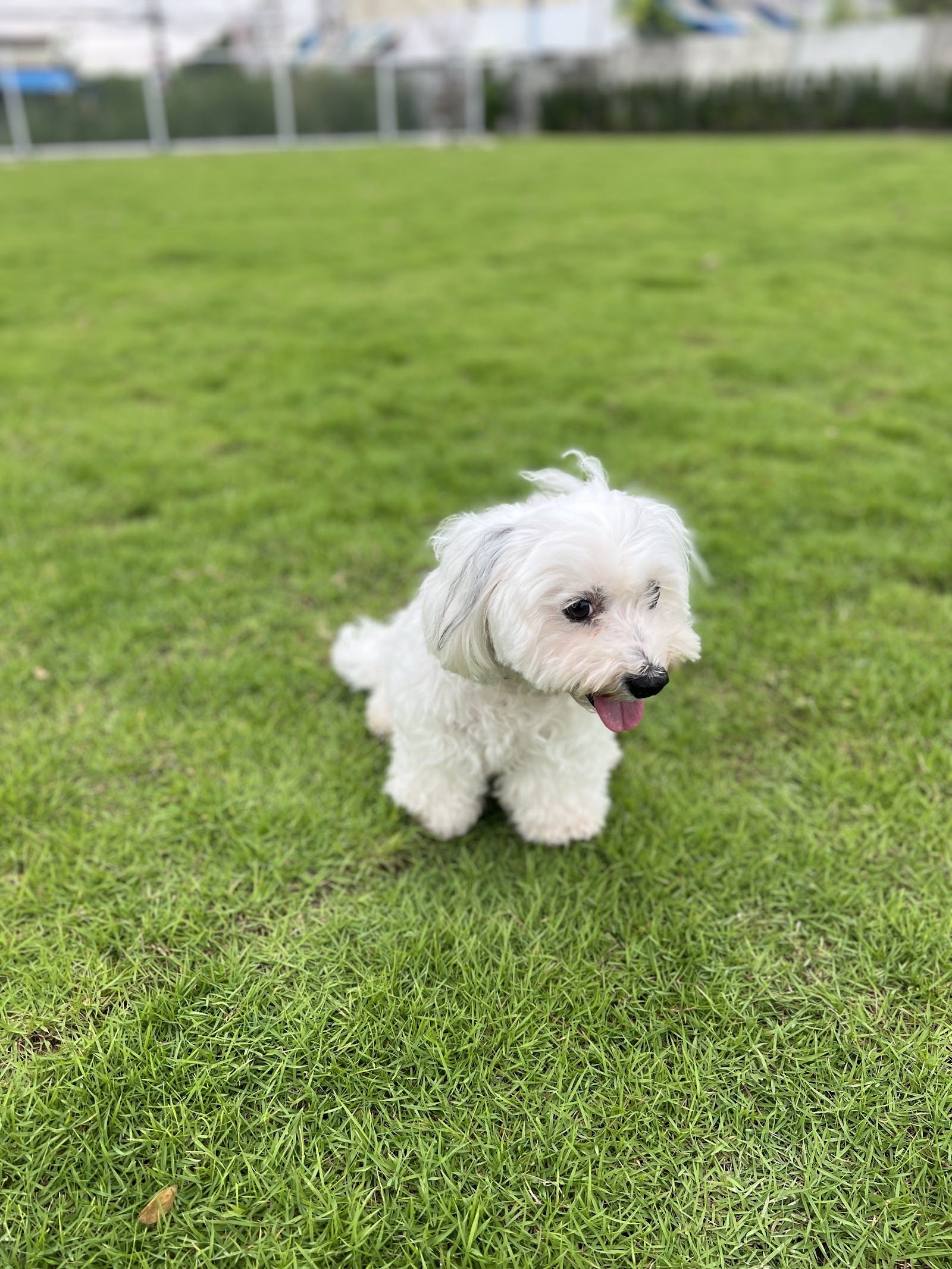 DOG CAMP