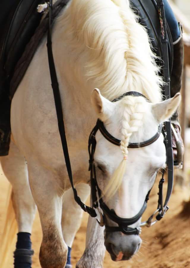Location: Horse riding lessons Bang Phli Horse Stable House