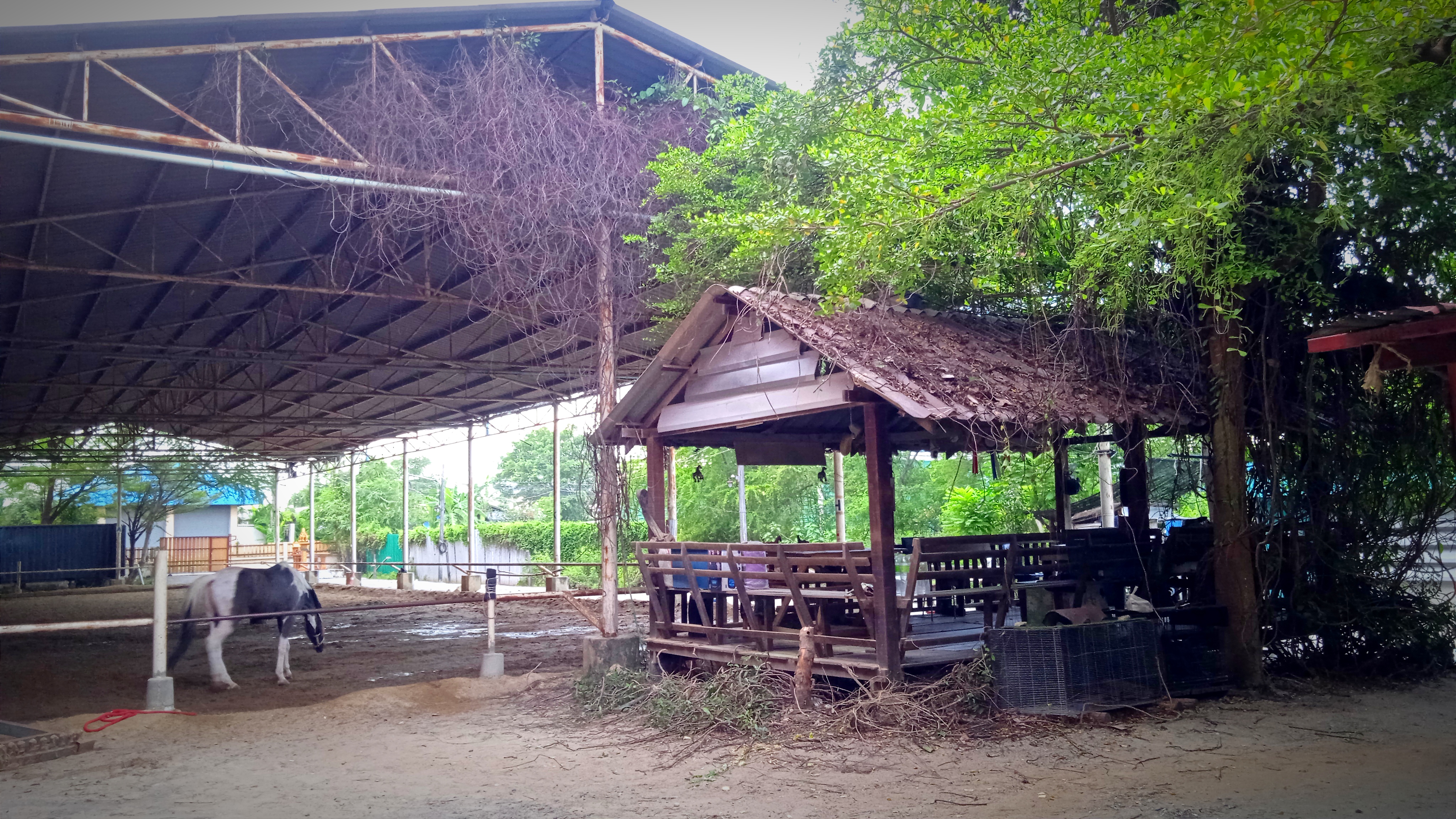 Location: Horse riding lessons Bang Phli Horse Stable House