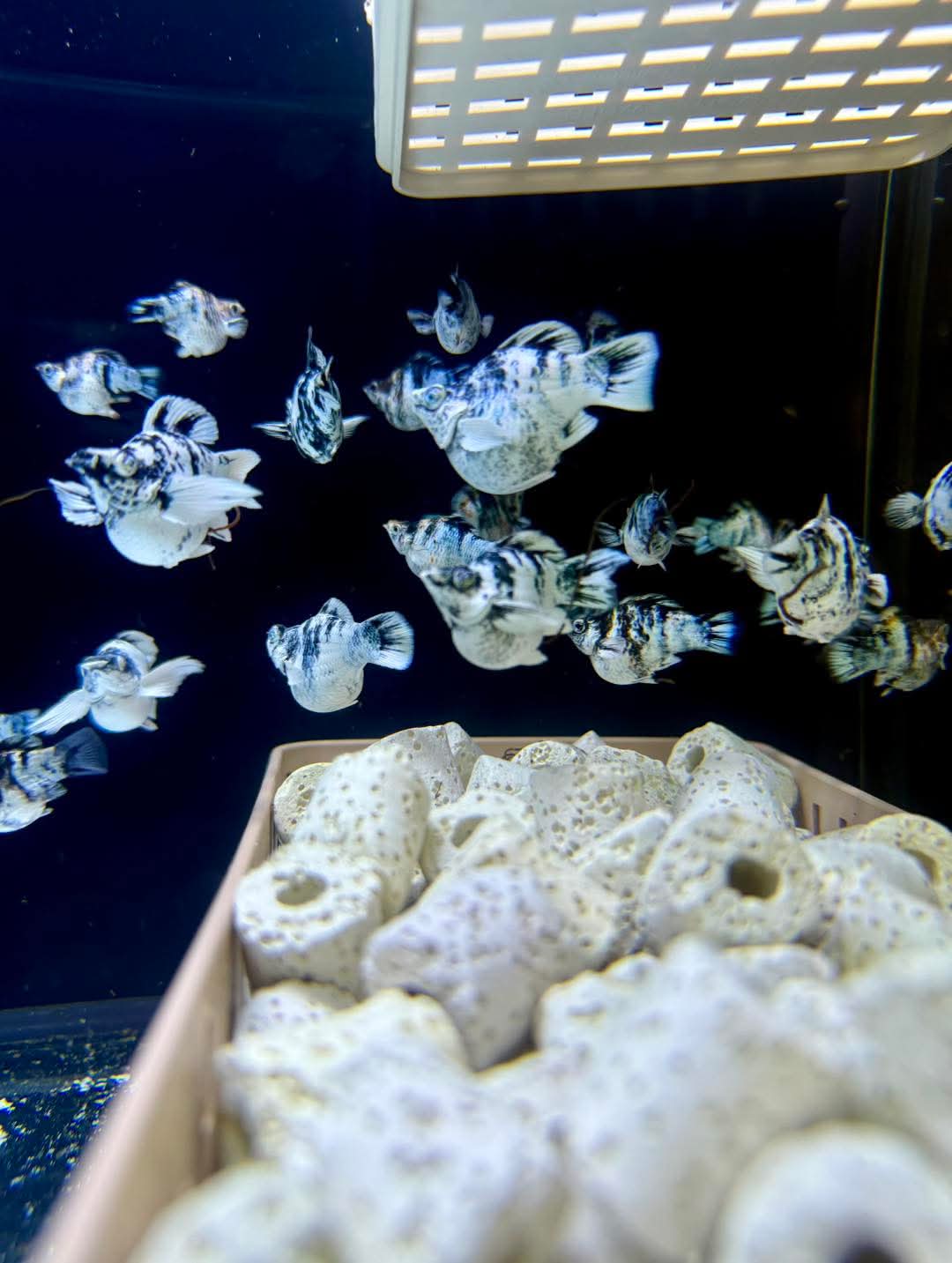 Beautiful fish shop in Krathum Ban