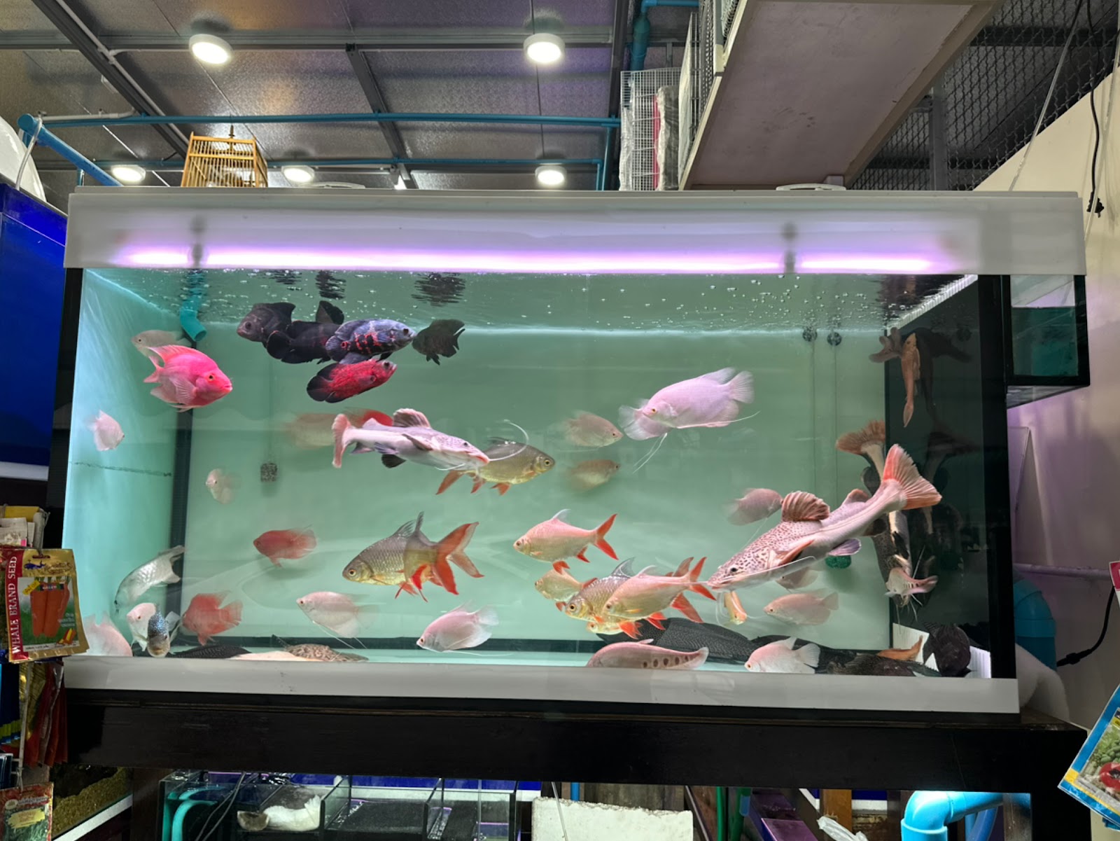 Beautiful Fish Shop Lotus Mahachai