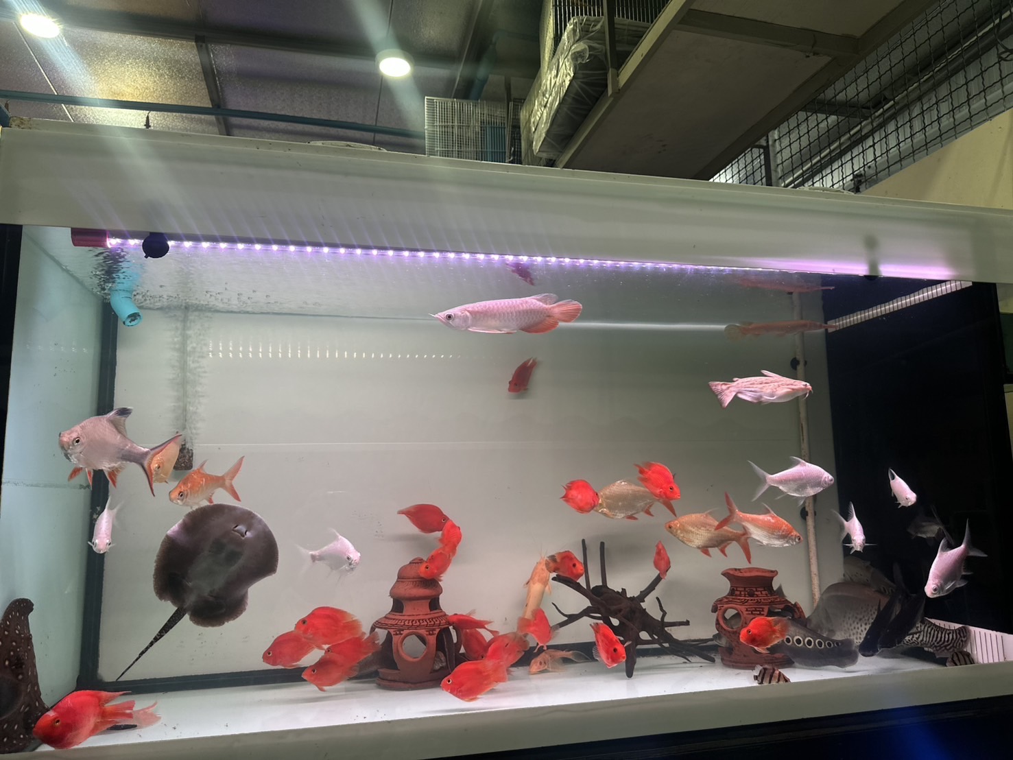 Beautiful Fish Shop Lotus Mahachai