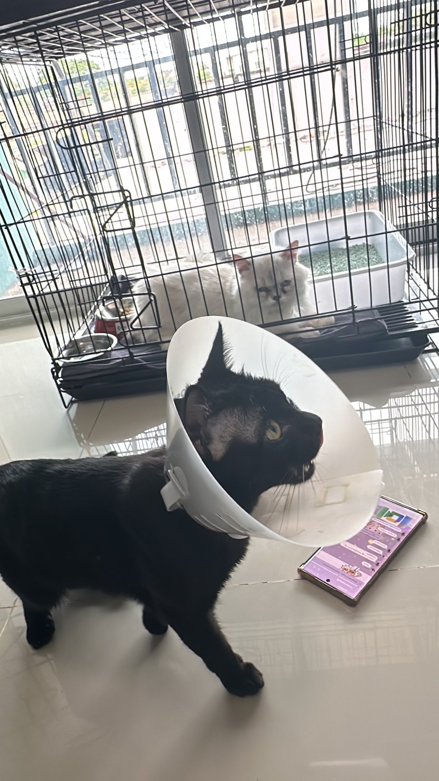BMH Animal Hospital