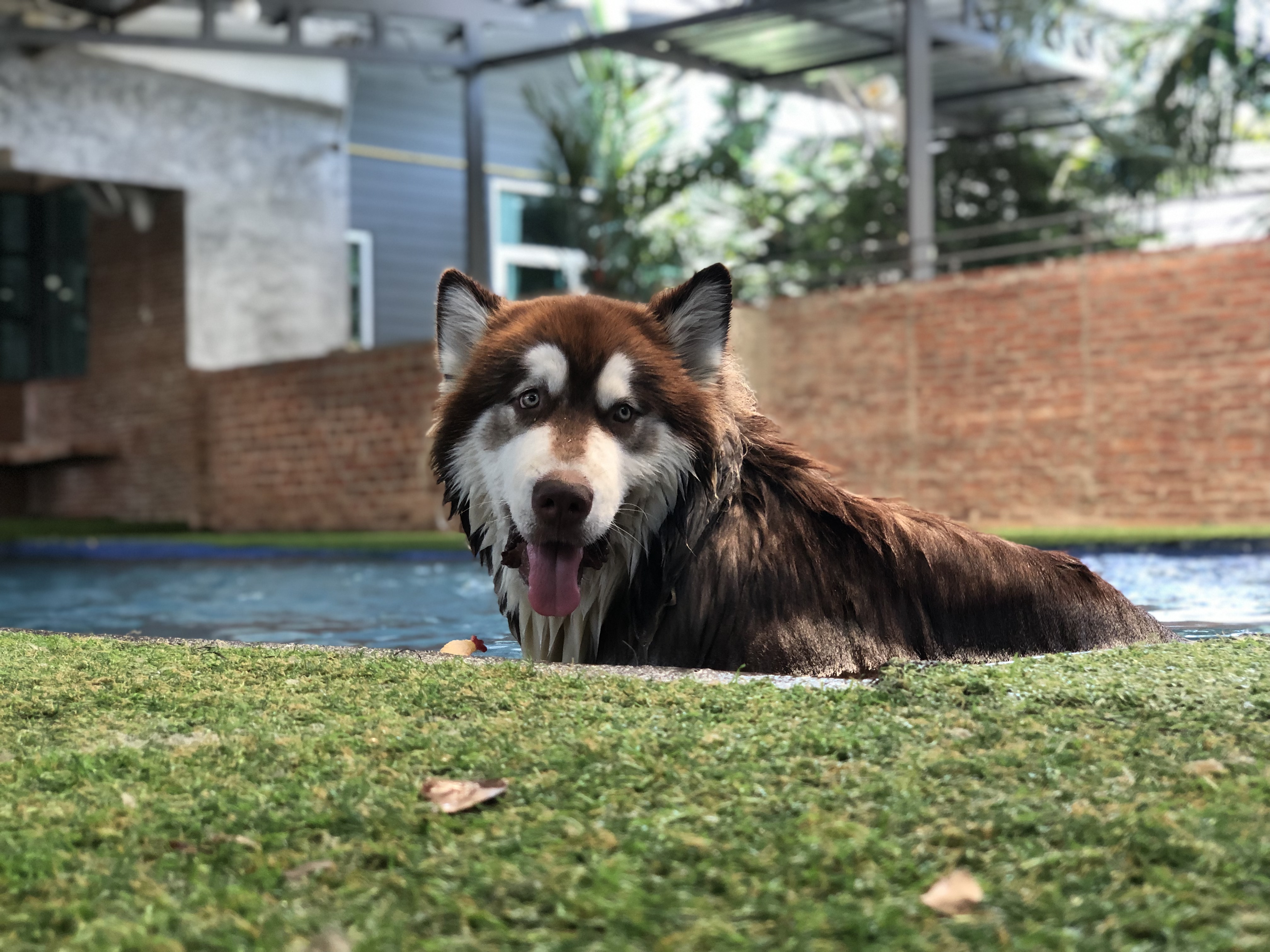 dogplayground