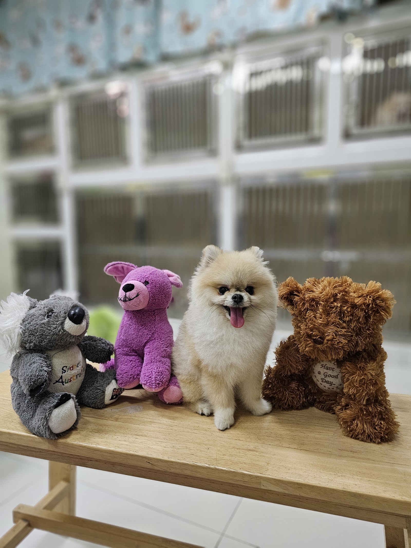 i Care Animal Hospital