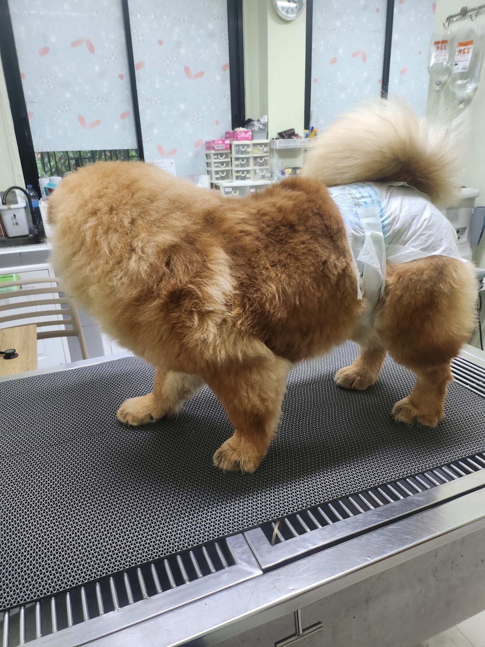 i Care Animal Hospital