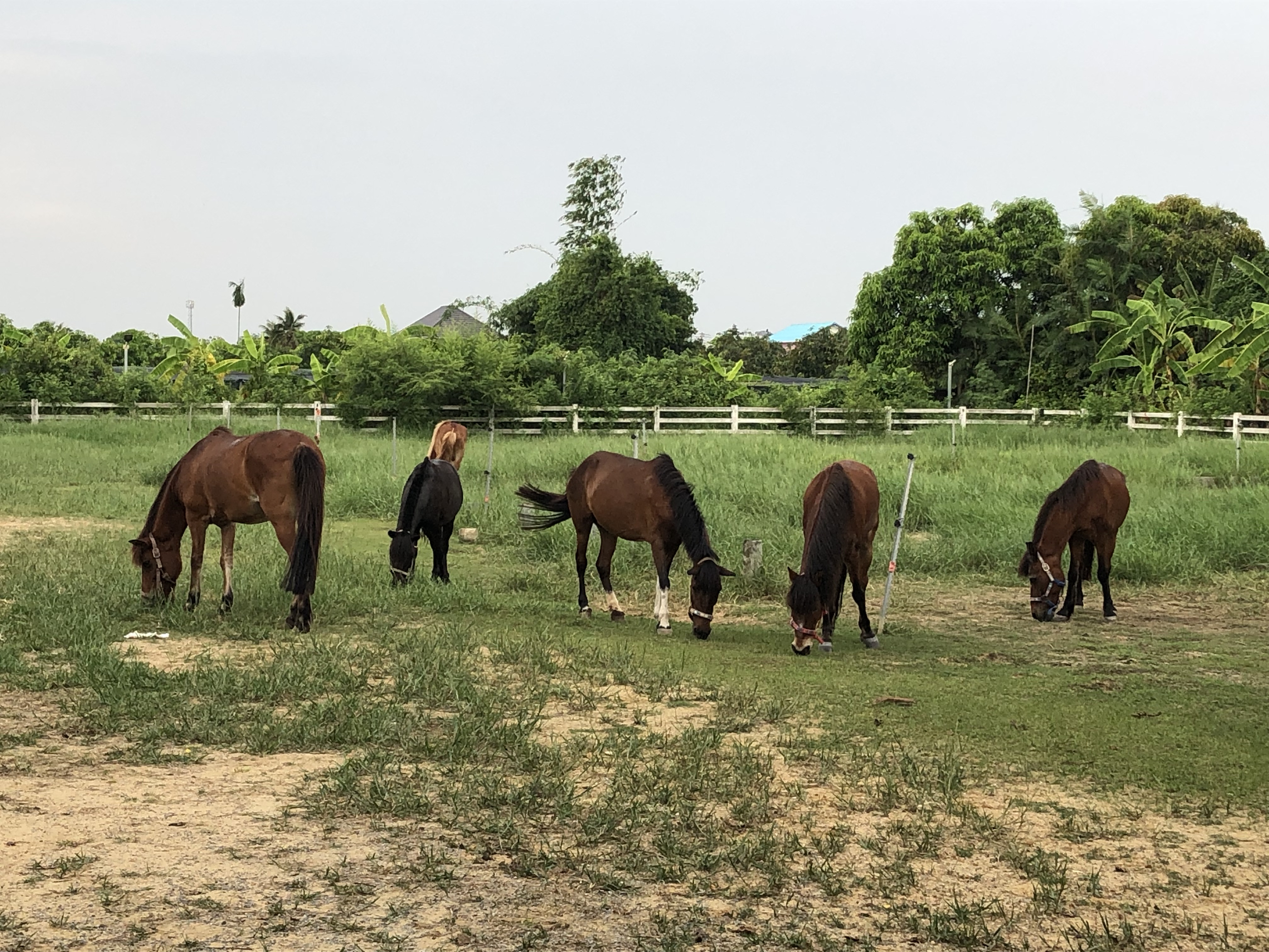 Knights Equestrian Academy