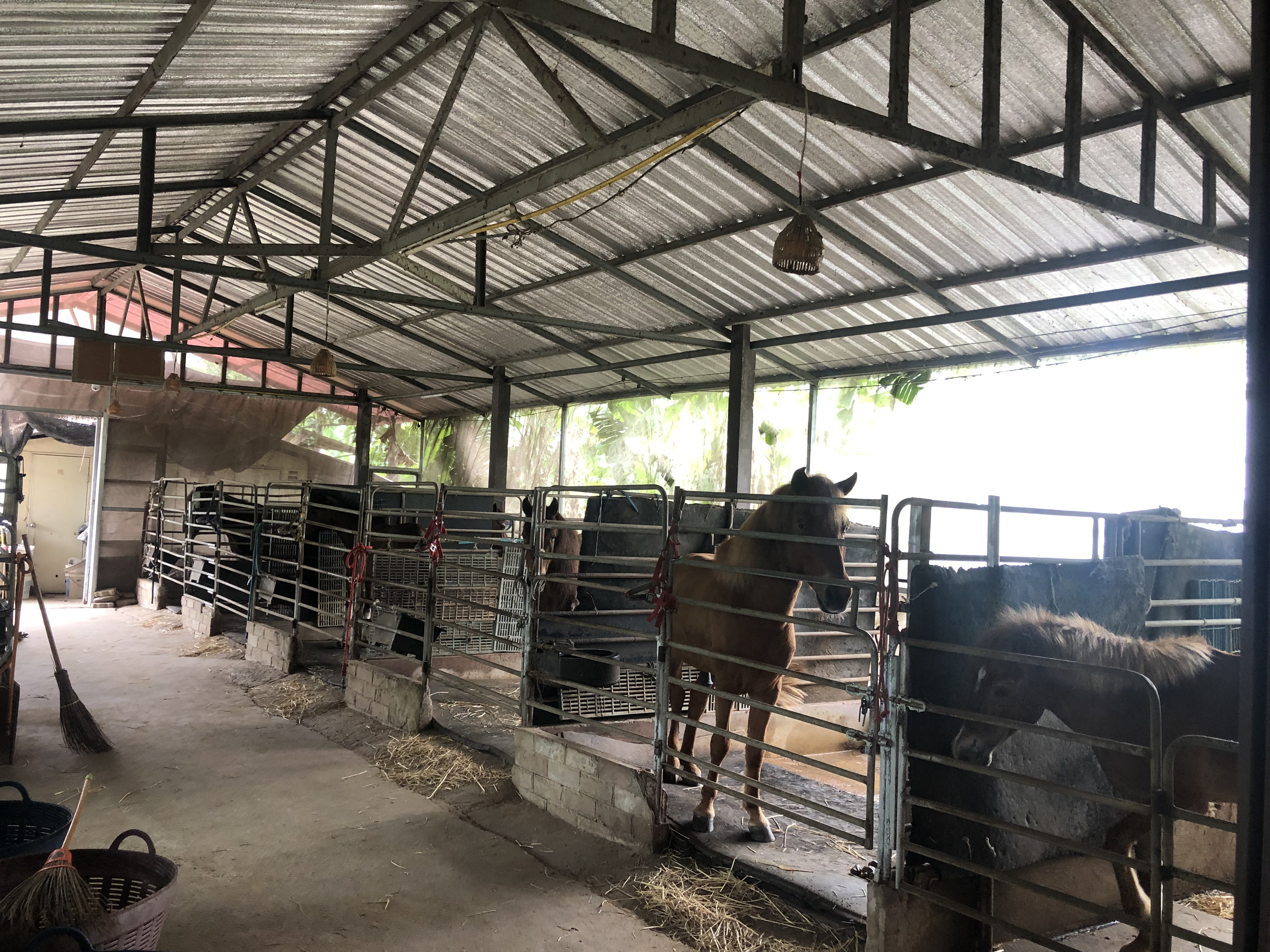Knights Equestrian Academy
