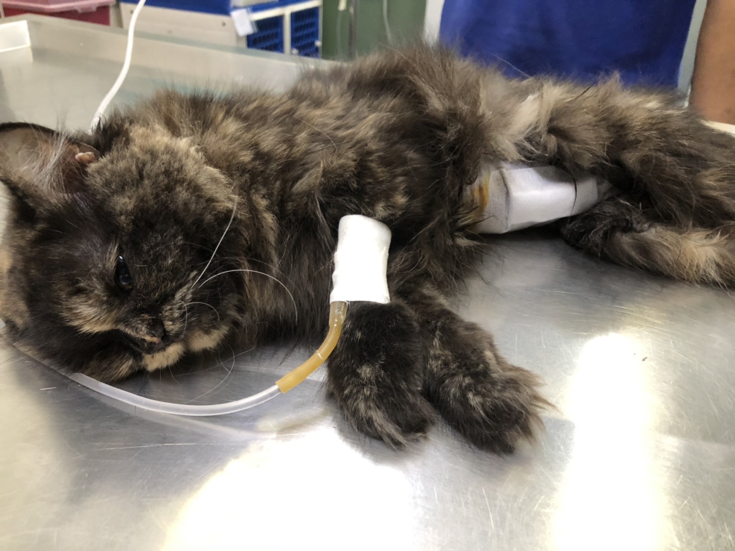 Samut Sakhon Animal Hospital