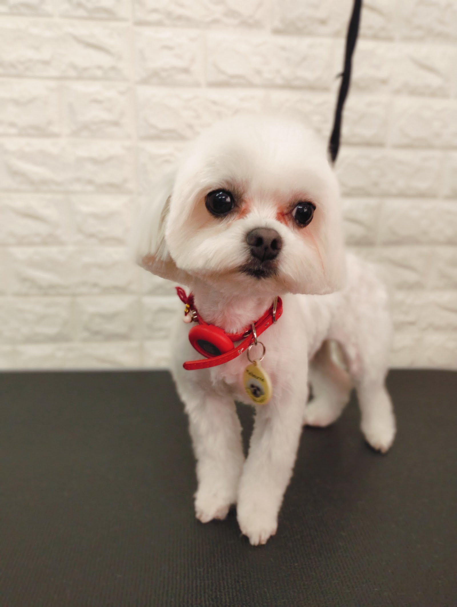Baan Lamai Dogs Grooming