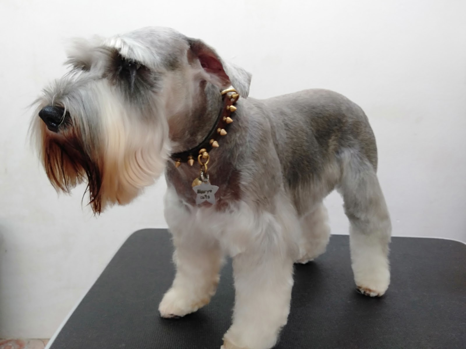 Baan Lamai Dogs Grooming