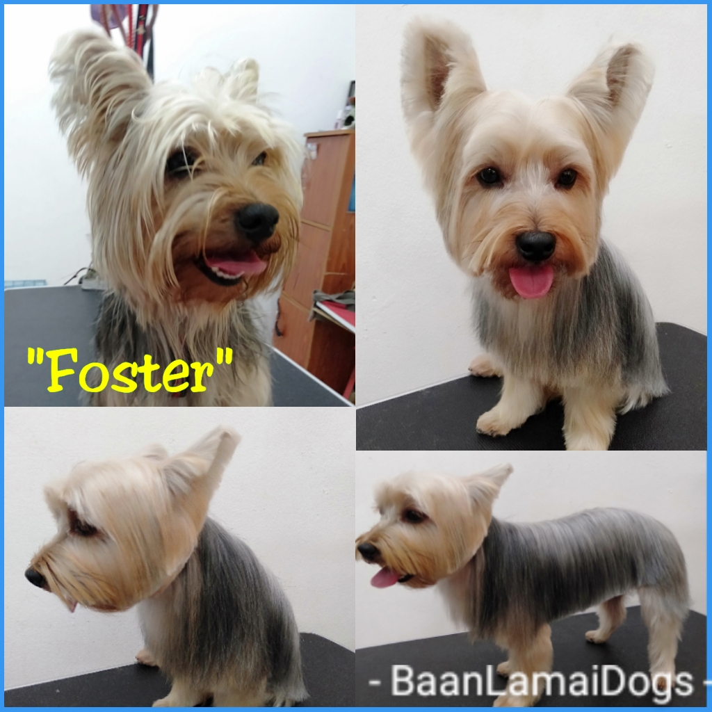 Baan Lamai Dogs Grooming