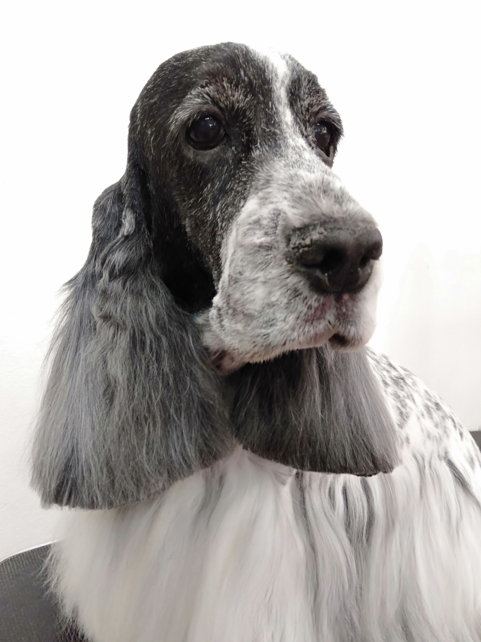Baan Lamai Dogs Grooming