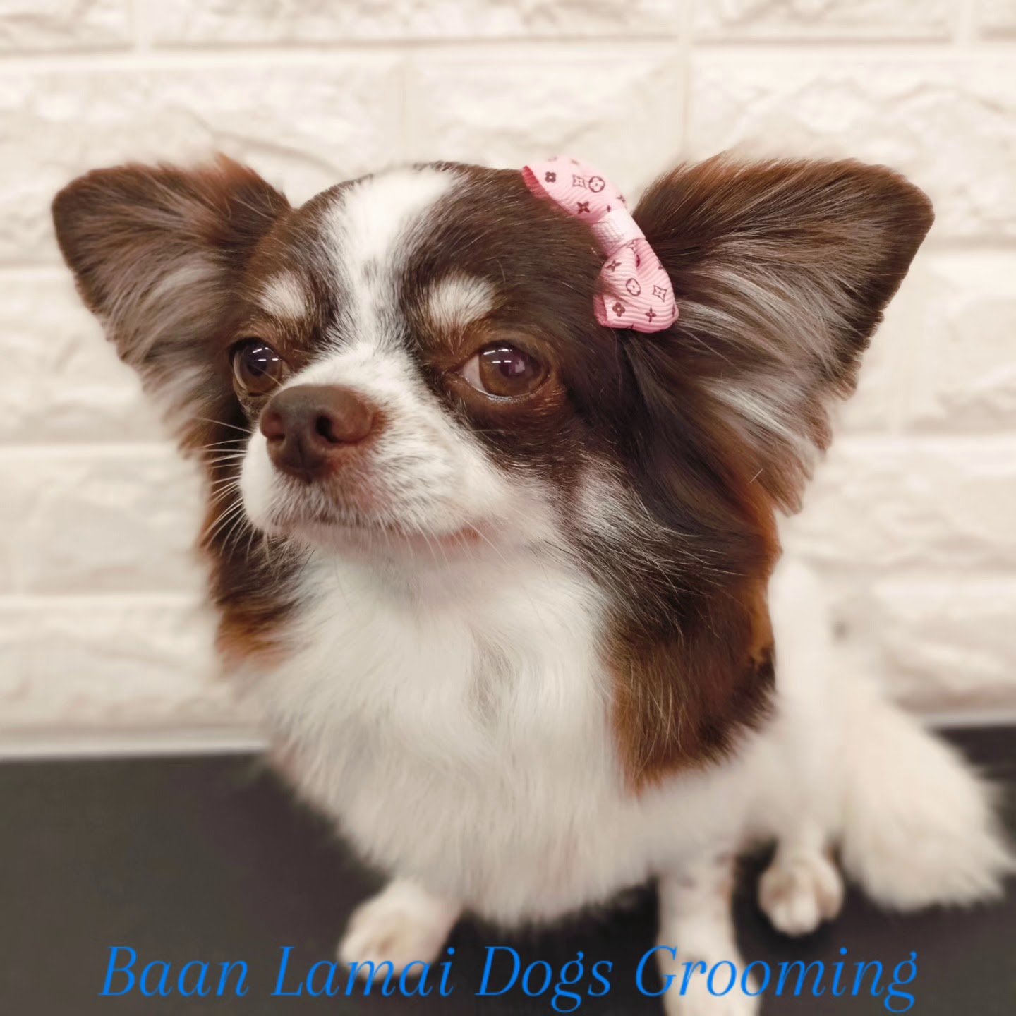 Baan Lamai Dogs Grooming