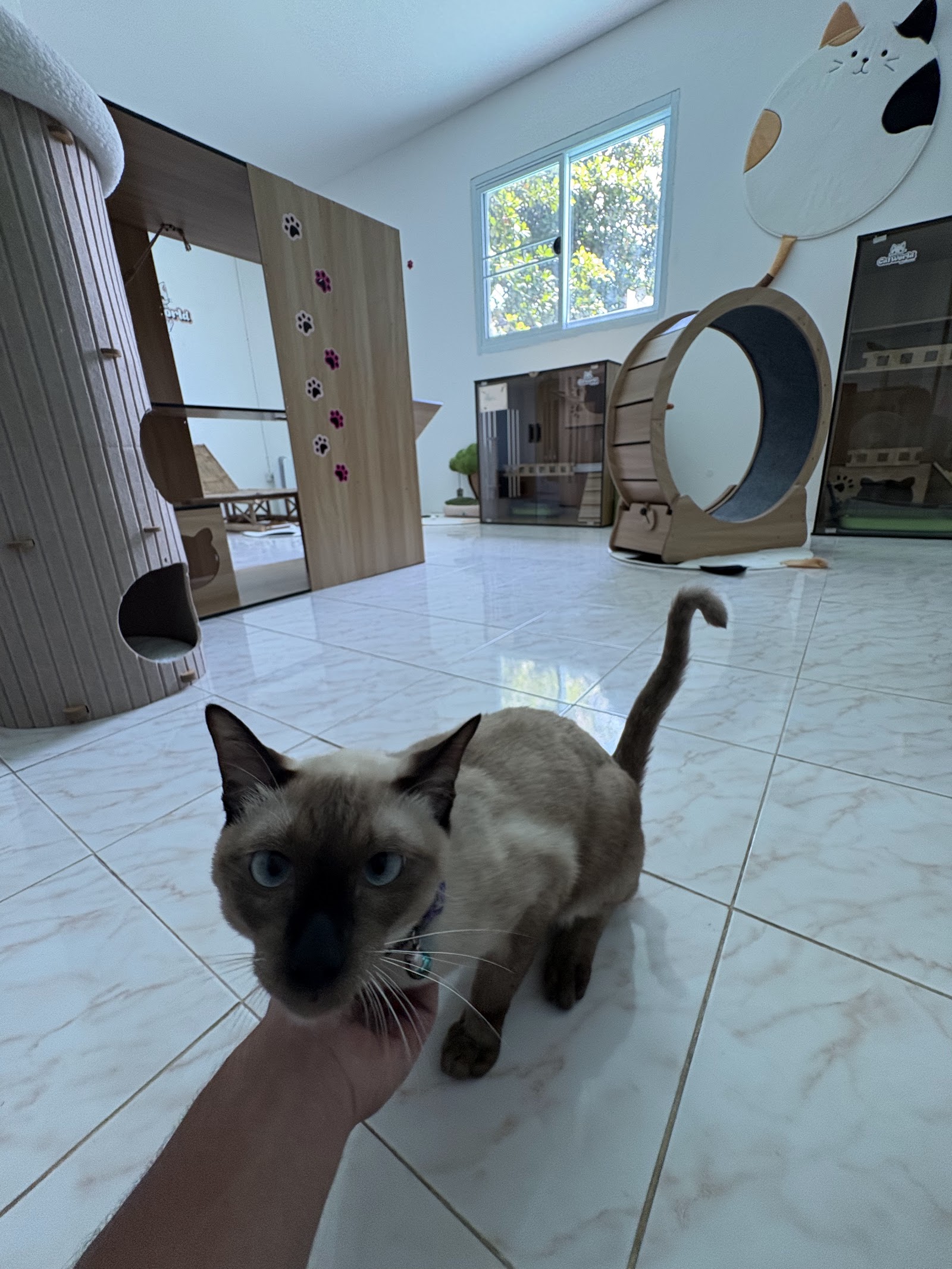 Cat Hotel by CatWorld