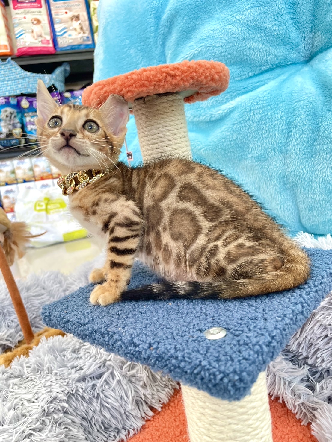 Dog and Cat Pet Center