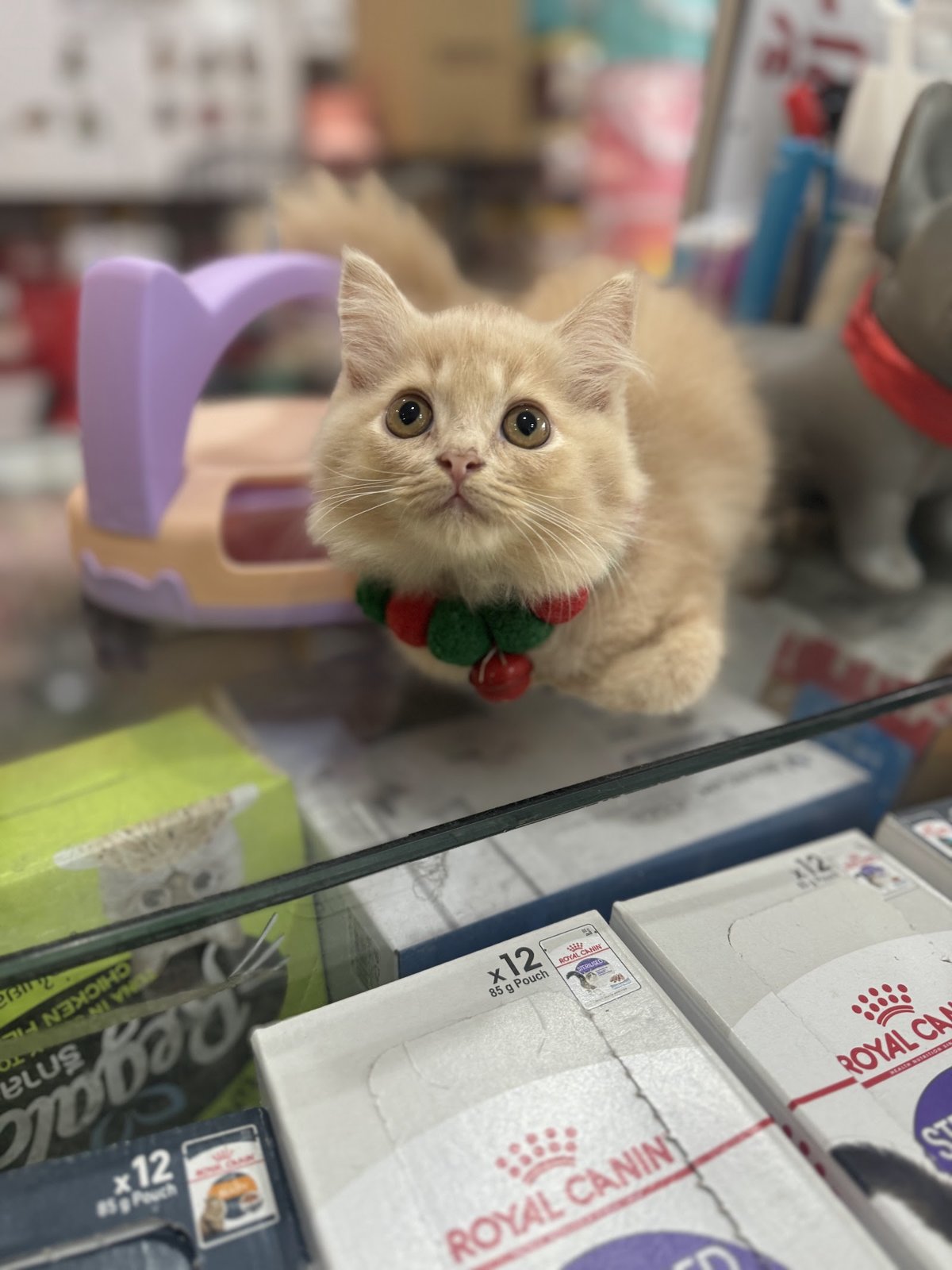 Dog and Cat Pet Center