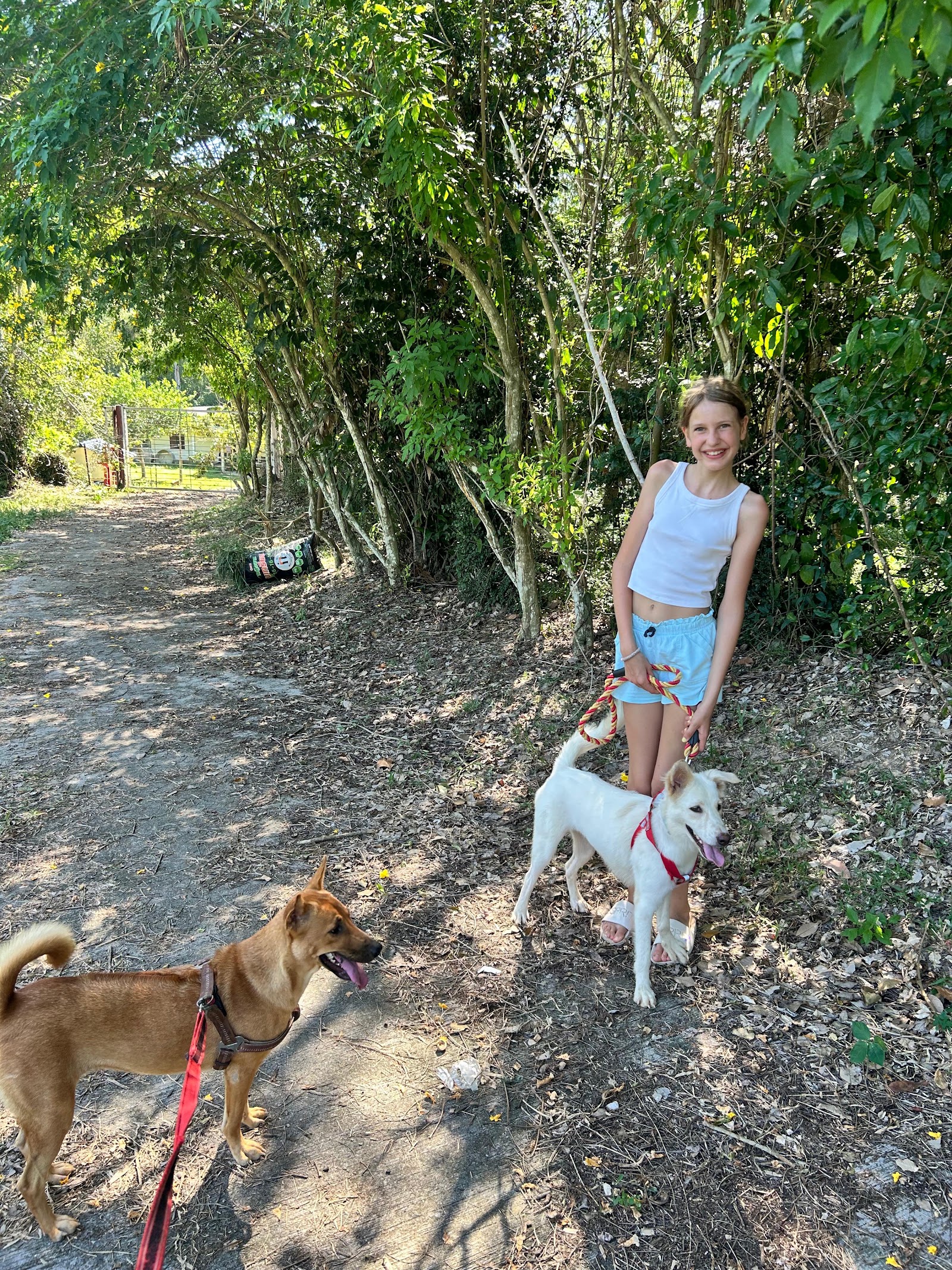 Dog and Cat Rescue Samui Foundation Ban Taling Ngam