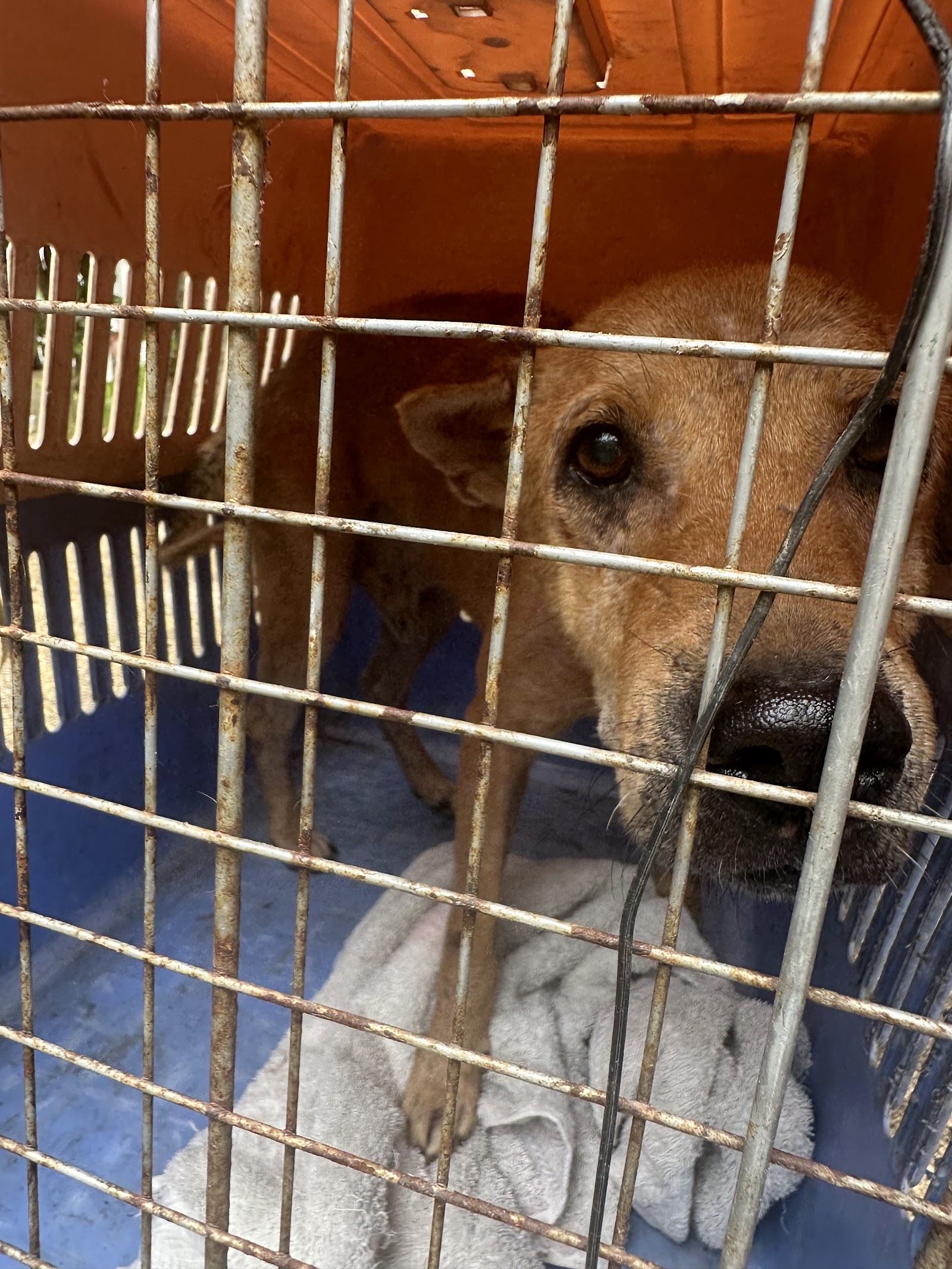 Dog and Cat Rescue Samui Foundation Ban Taling Ngam