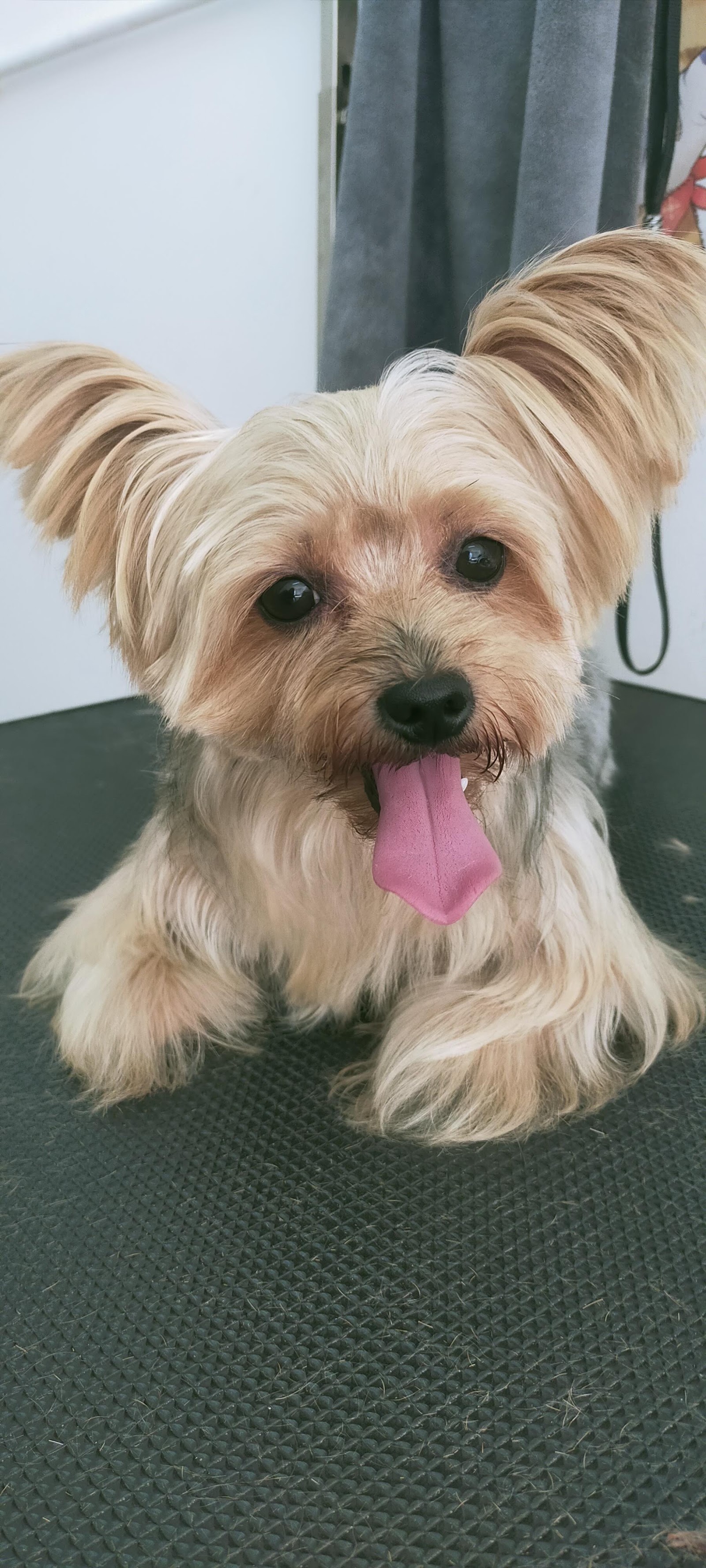 Happy Dog & Cat Grooming