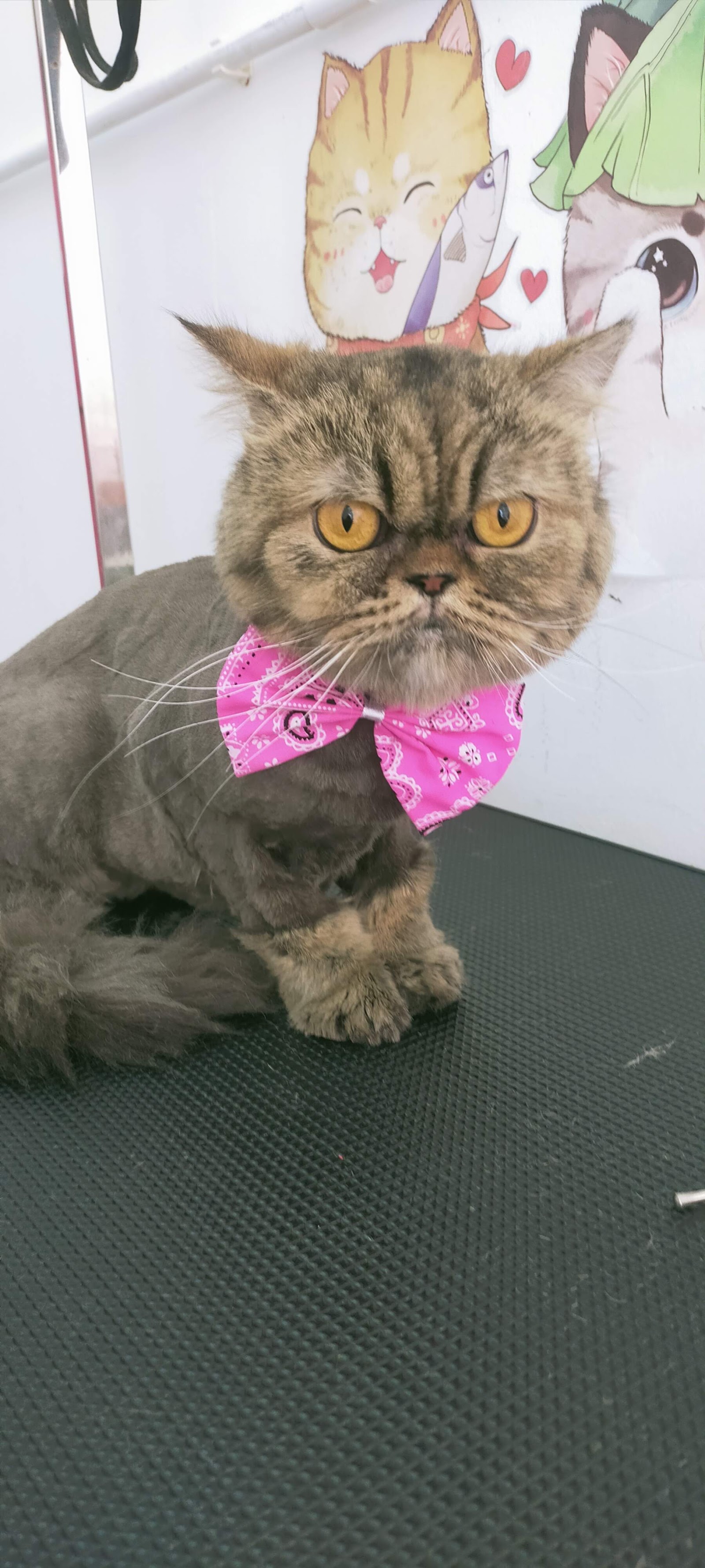Happy Dog & Cat Grooming