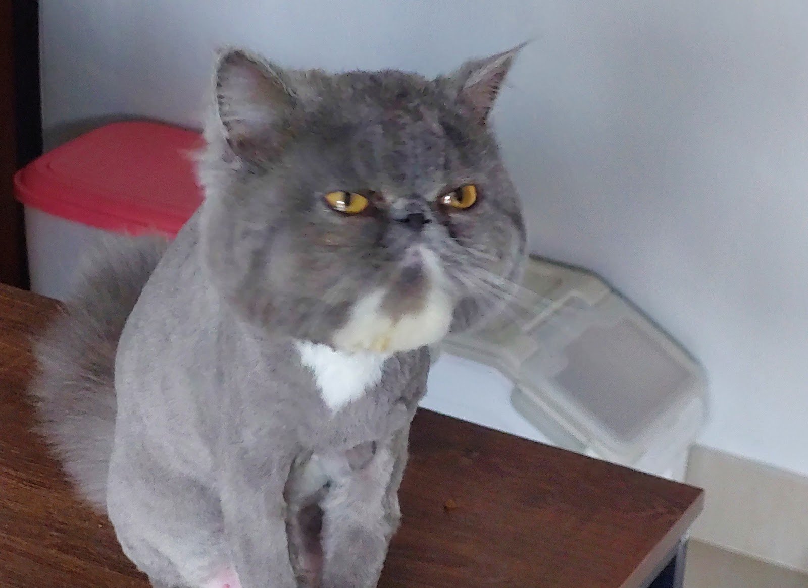 Happy Dog & Cat Grooming