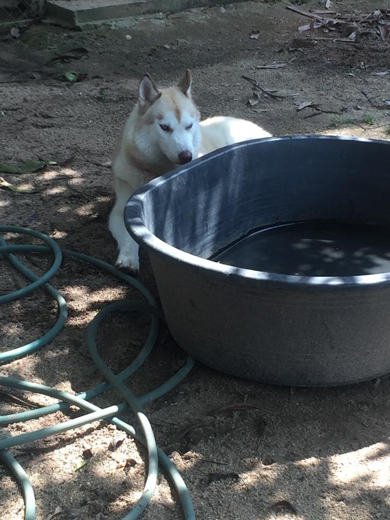 Ila's World Dog Hotel