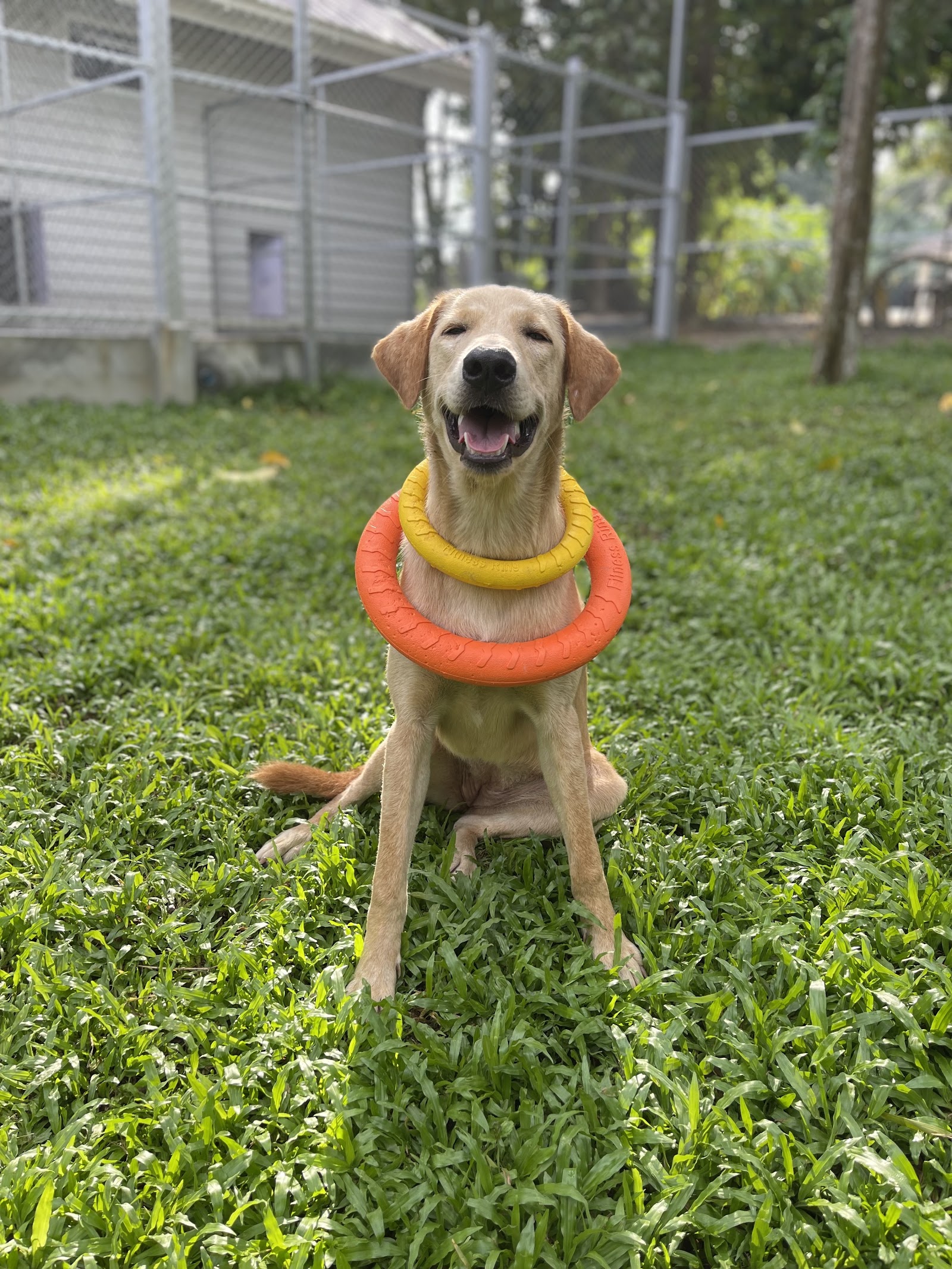 Paradise DoG Club