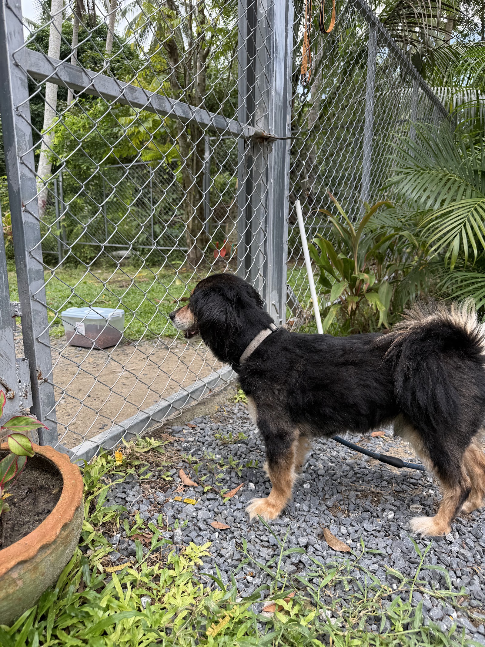 Paradise DoG Club