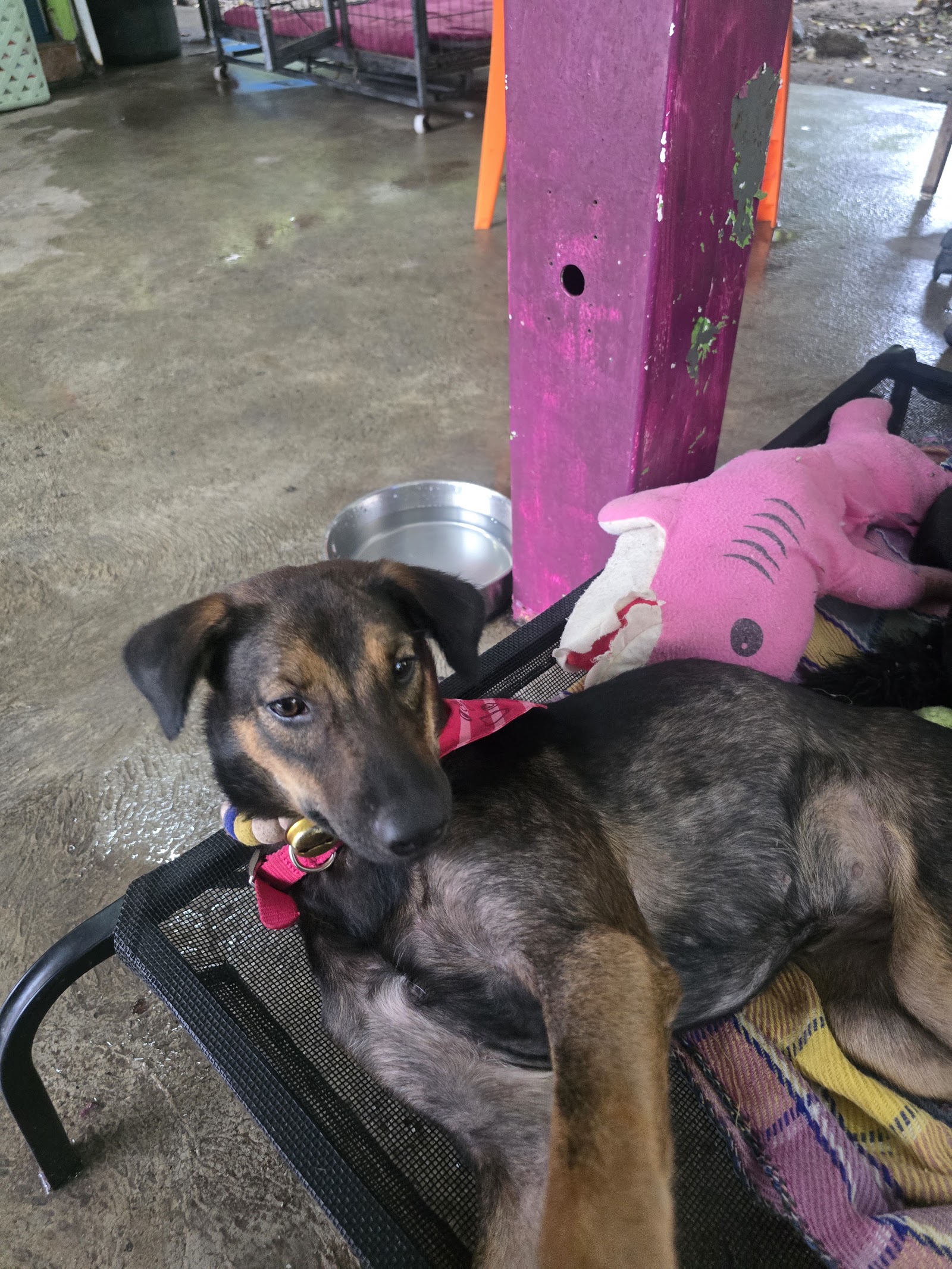 Phangan Animal Care for Strays (PACS)