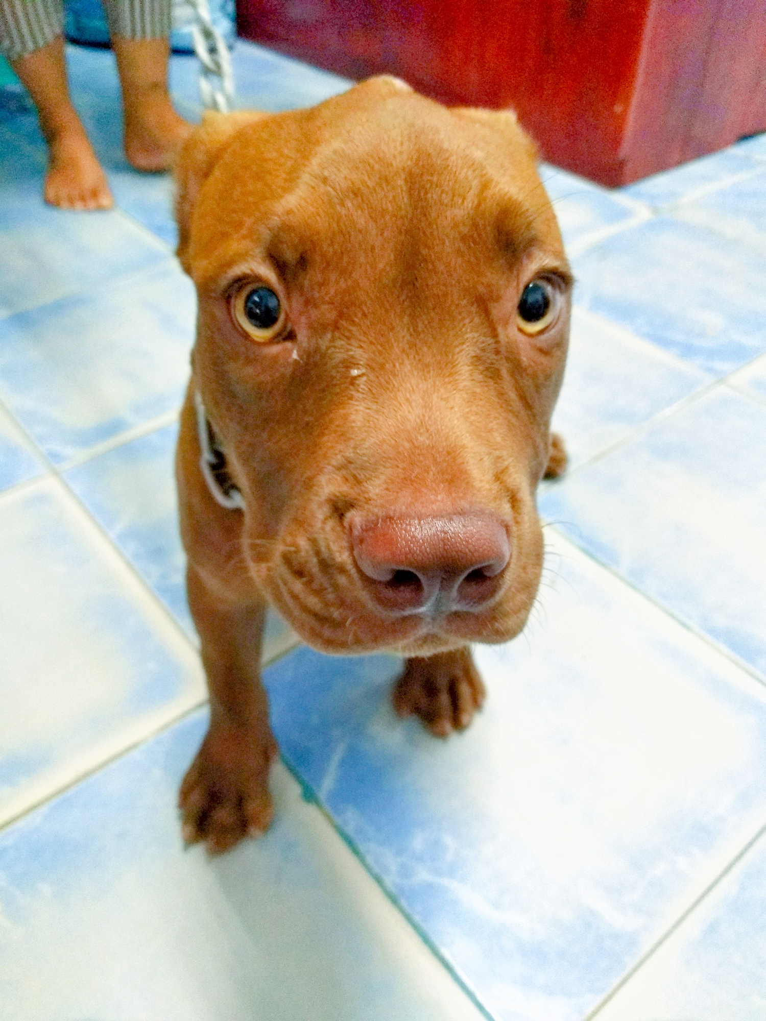 Phanom Veterinary Clinic