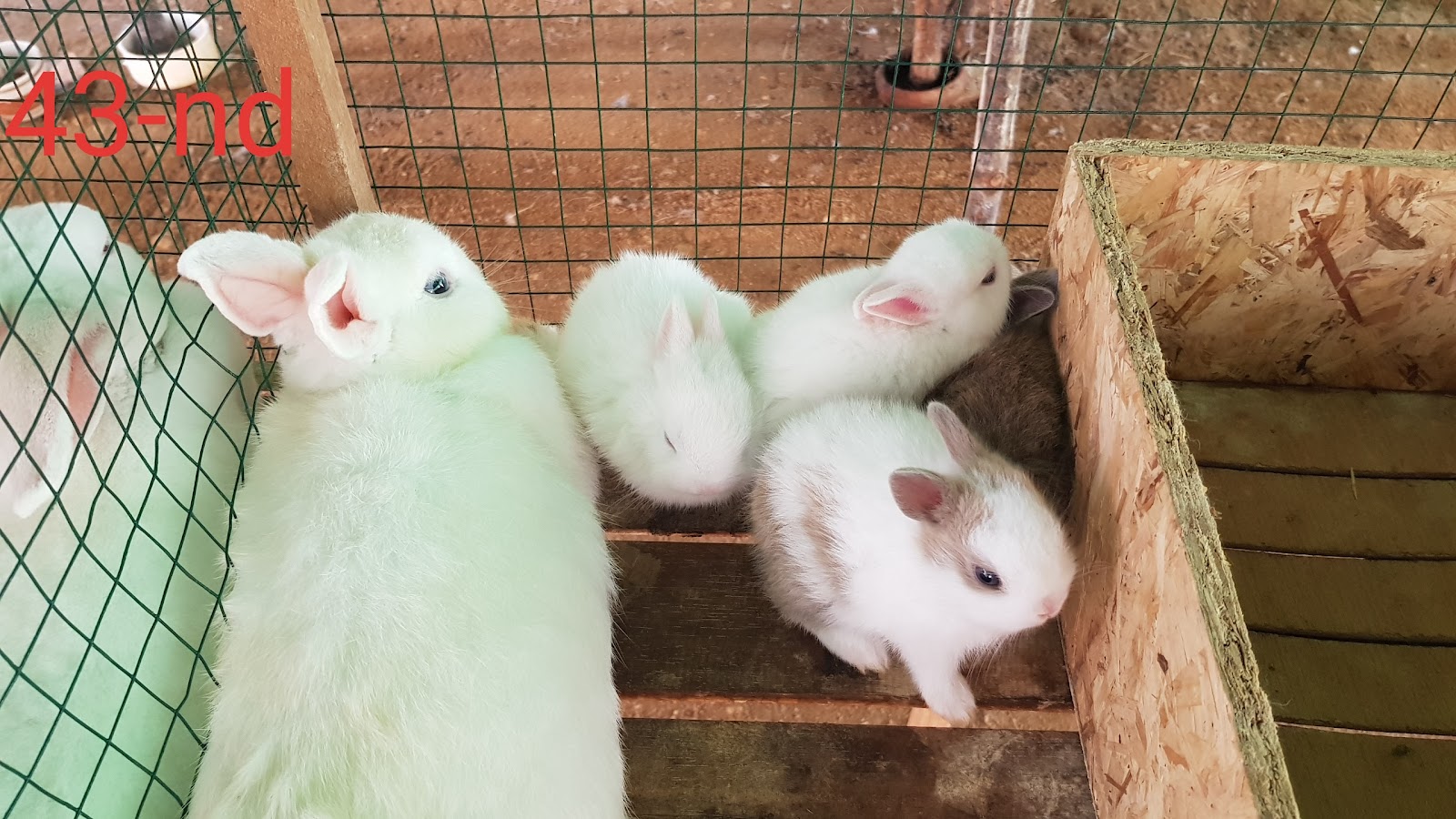 Rabbit farm, house in the mountains