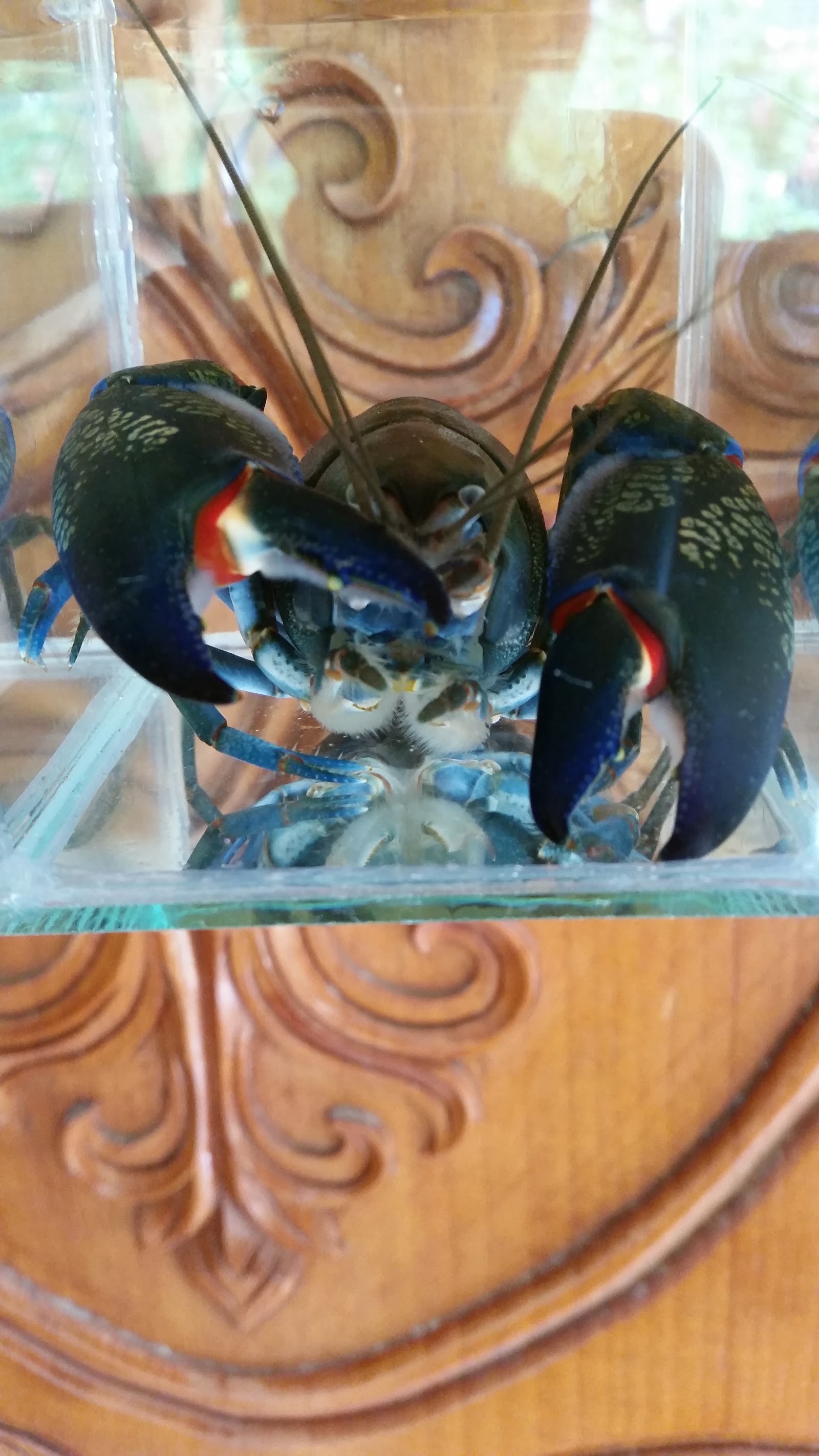 Red Lobster, Crayfish Shrimp, Surat