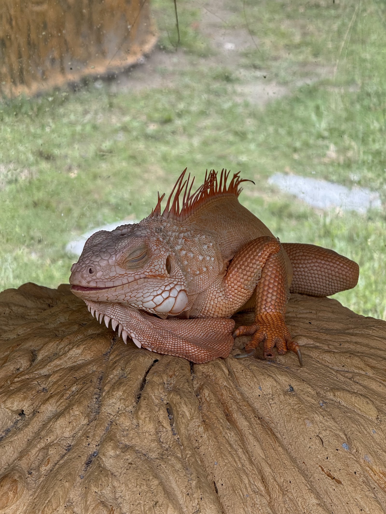 Samui exotic park
