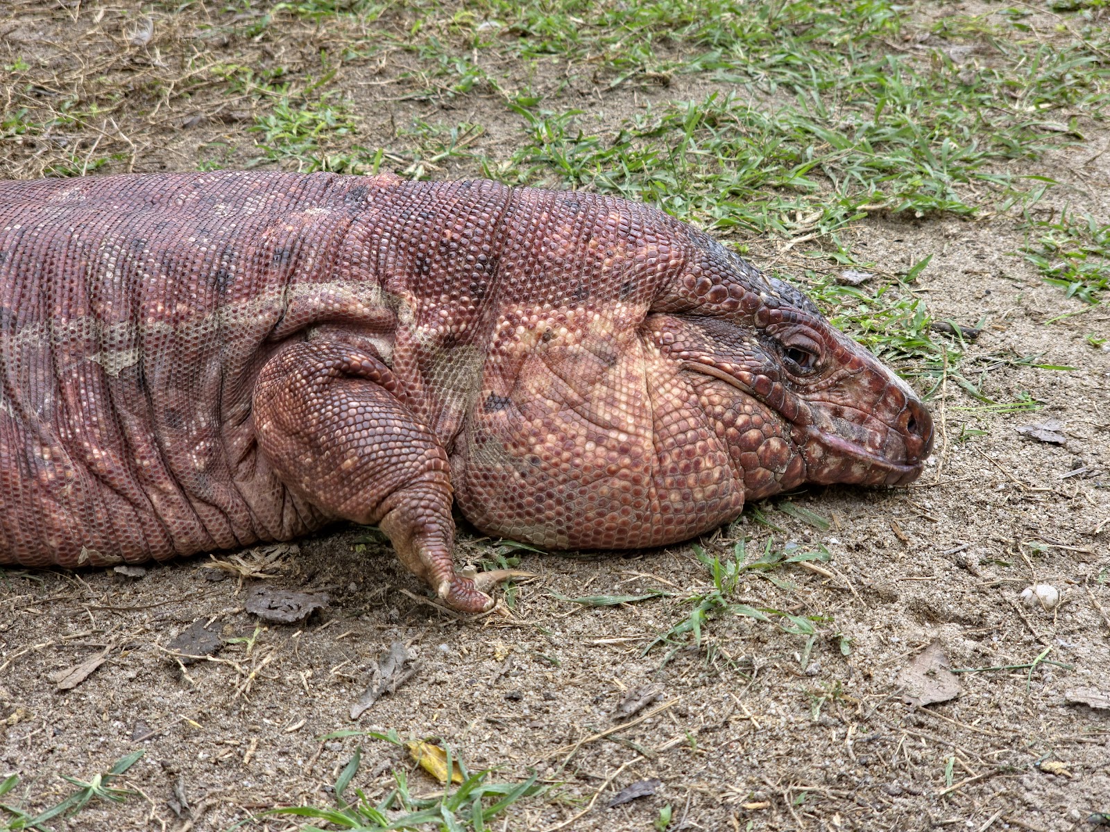 Samui exotic park